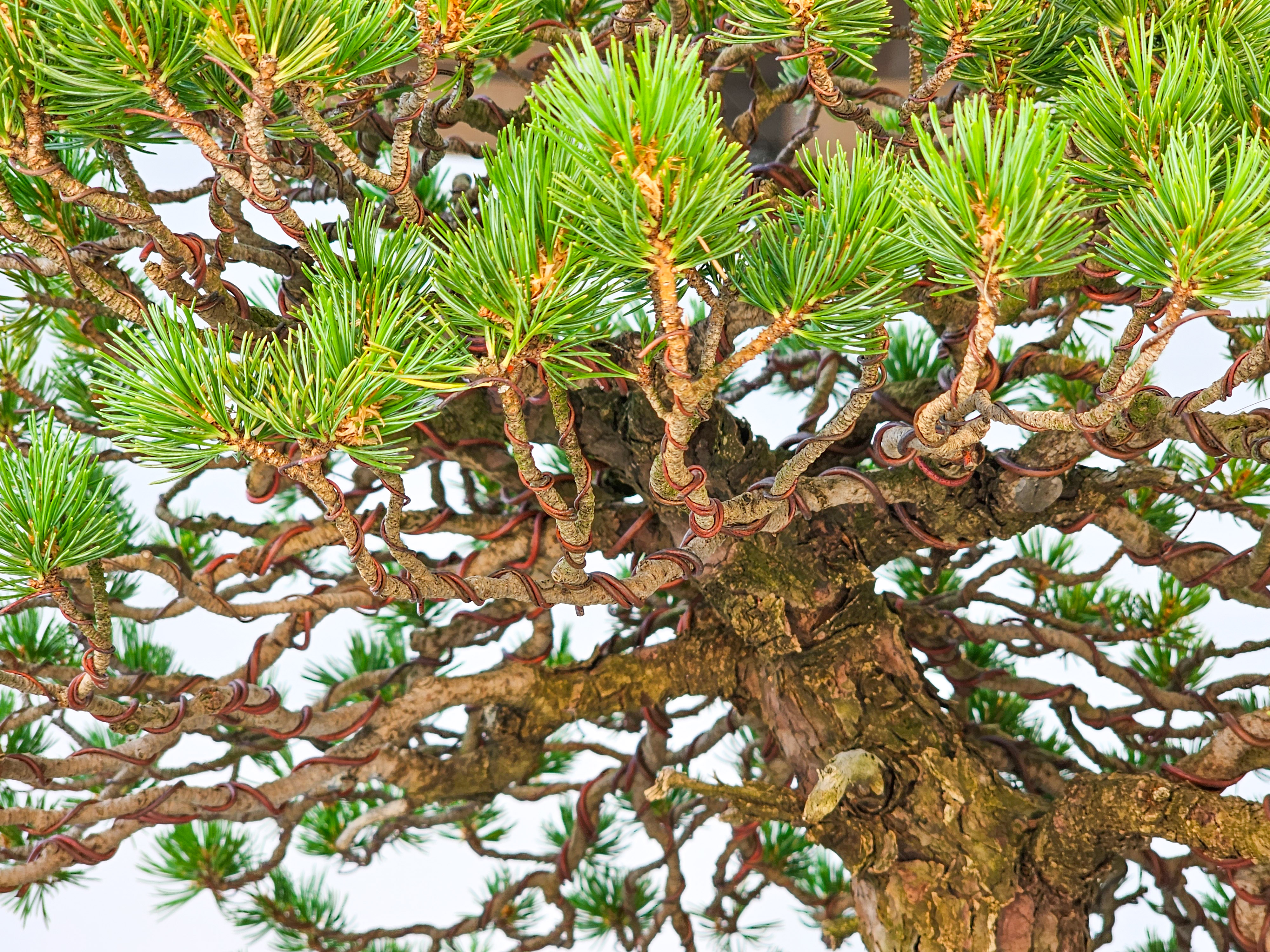 Bonsai Mädchenkiefer Pinus parviflora zuisho 42,5 cm