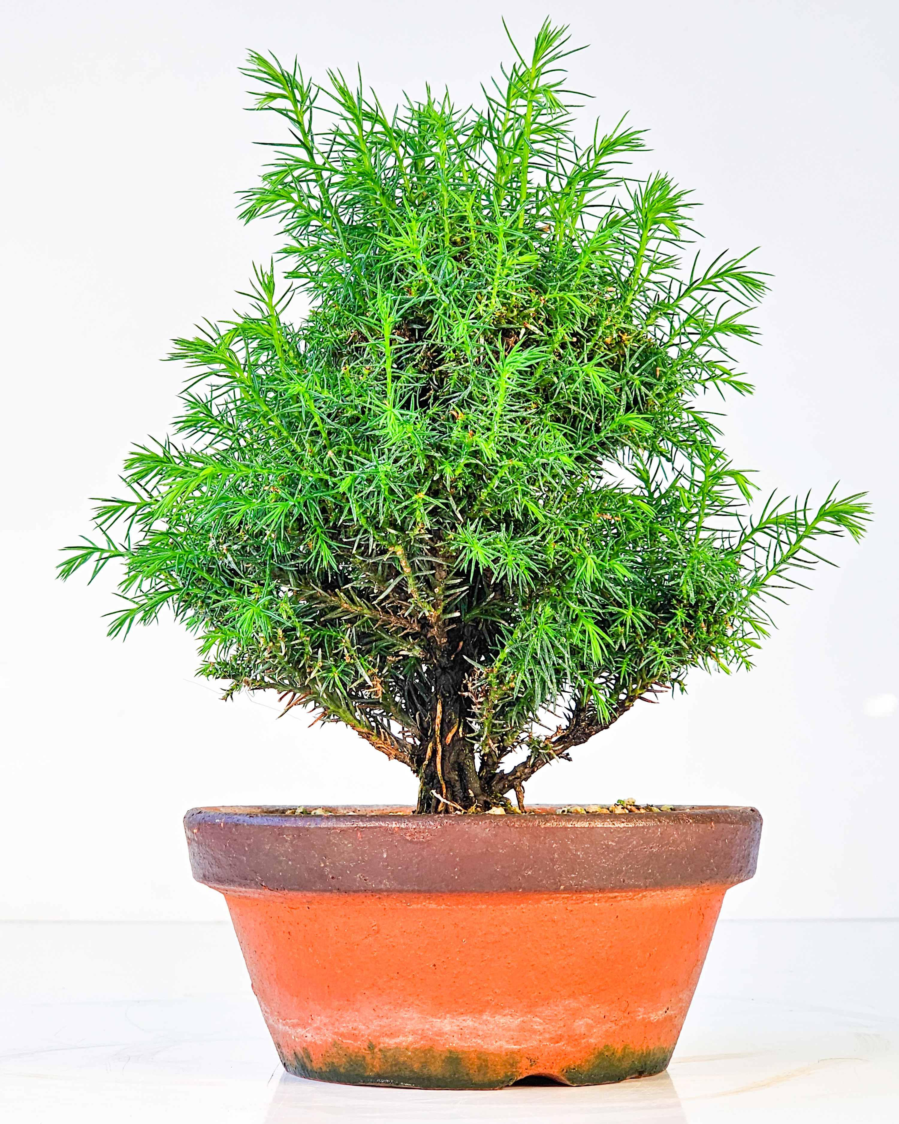 Bonsai Sicheltanne Cryptomeria Japonica Shohin 18cm  