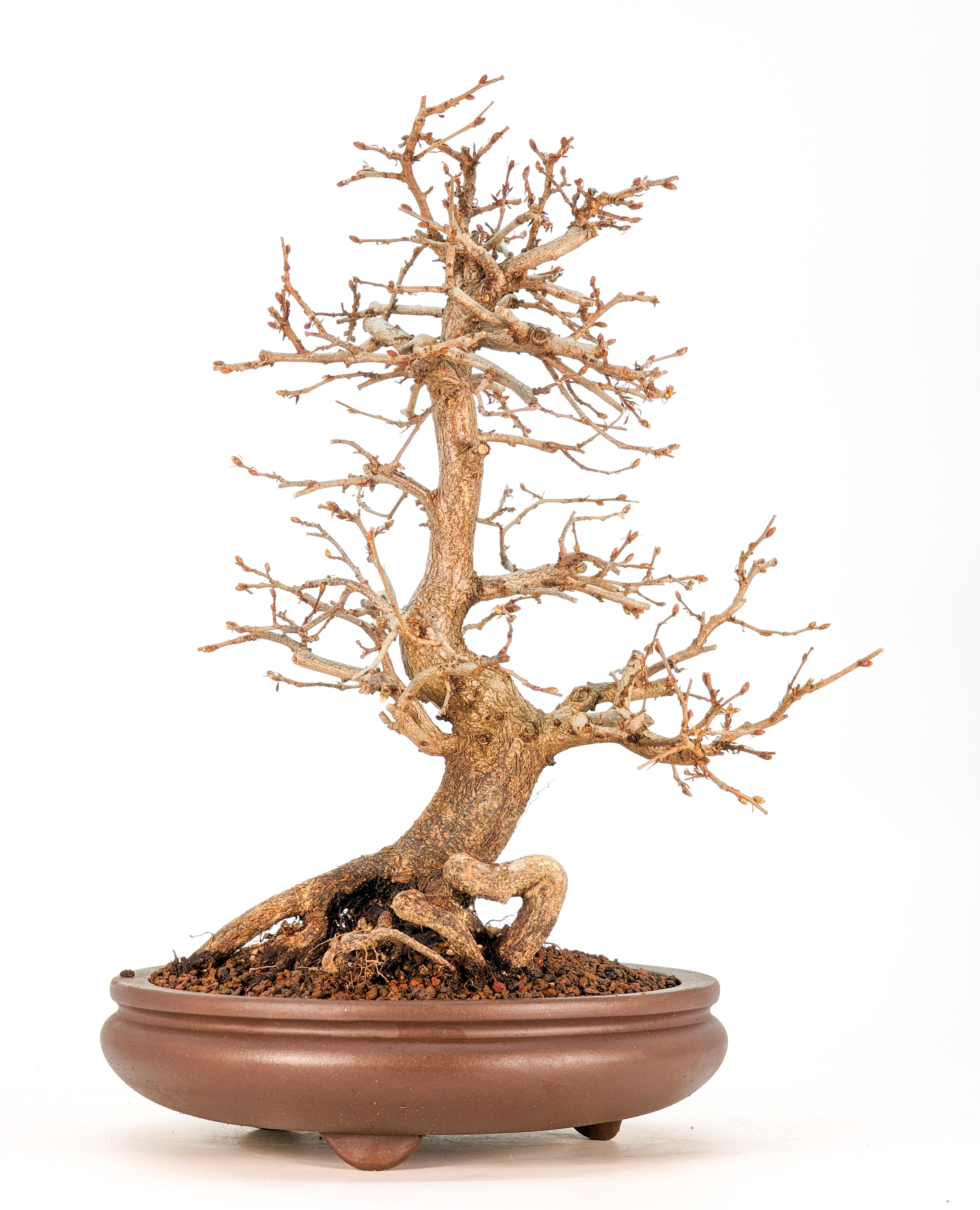 Bonsai Koreanische Hainbuche Carpinus coreana 27cm