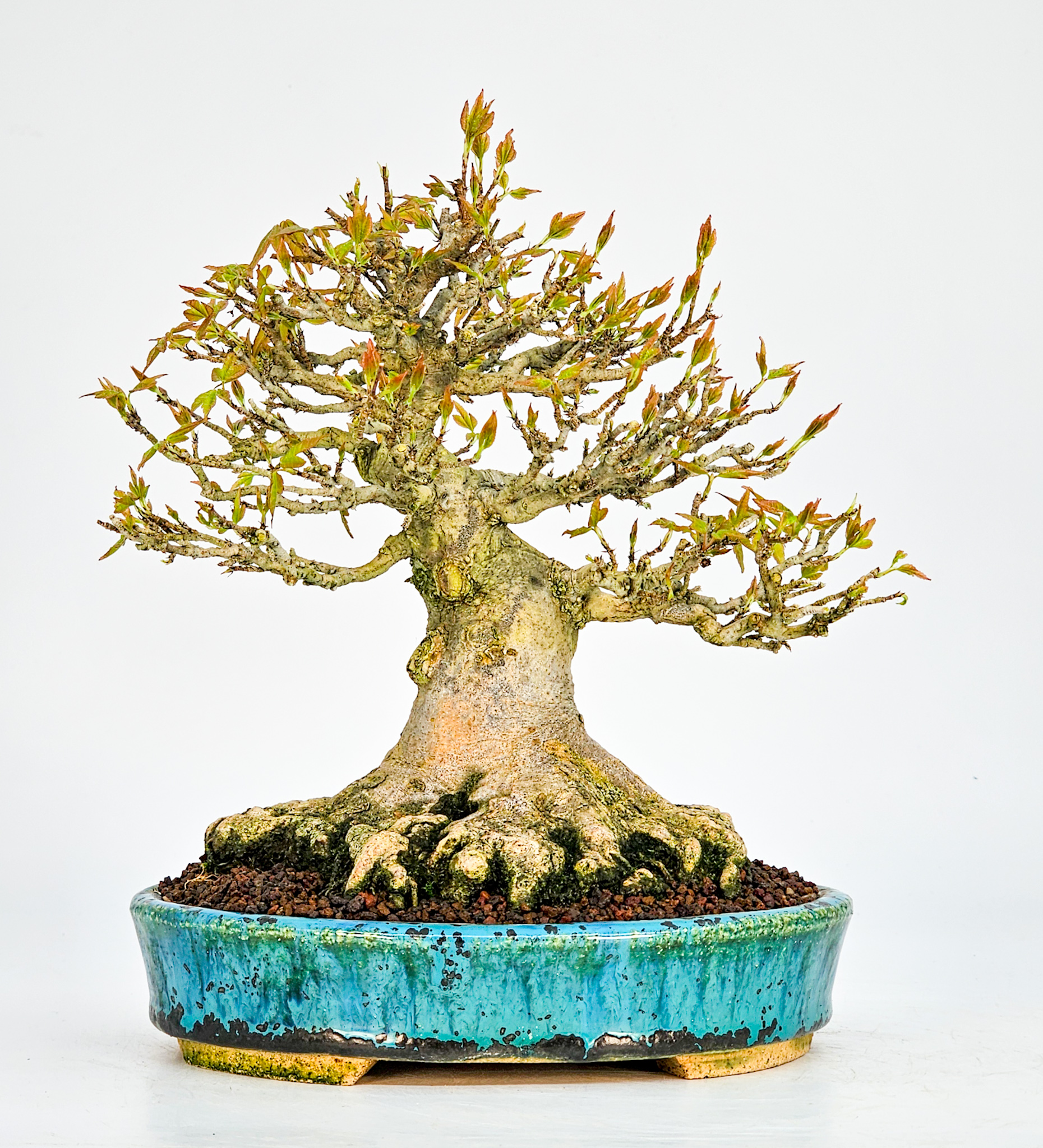 Bonsai Dreispitzahorn  - Acer buergerianum Shohin 19cm - Video!