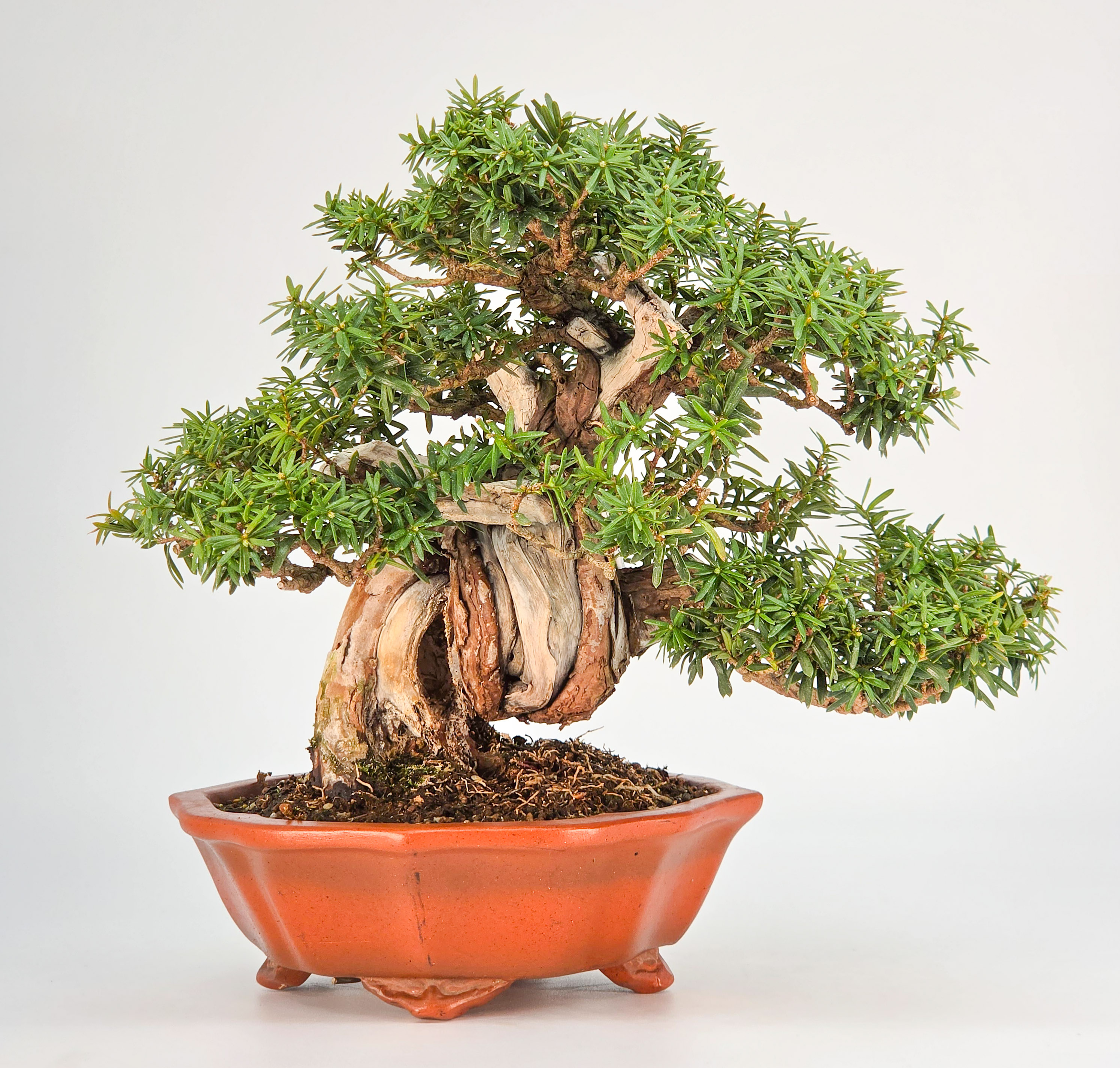 Bonsai Premium Eibe - Taxus Shohin 19cm