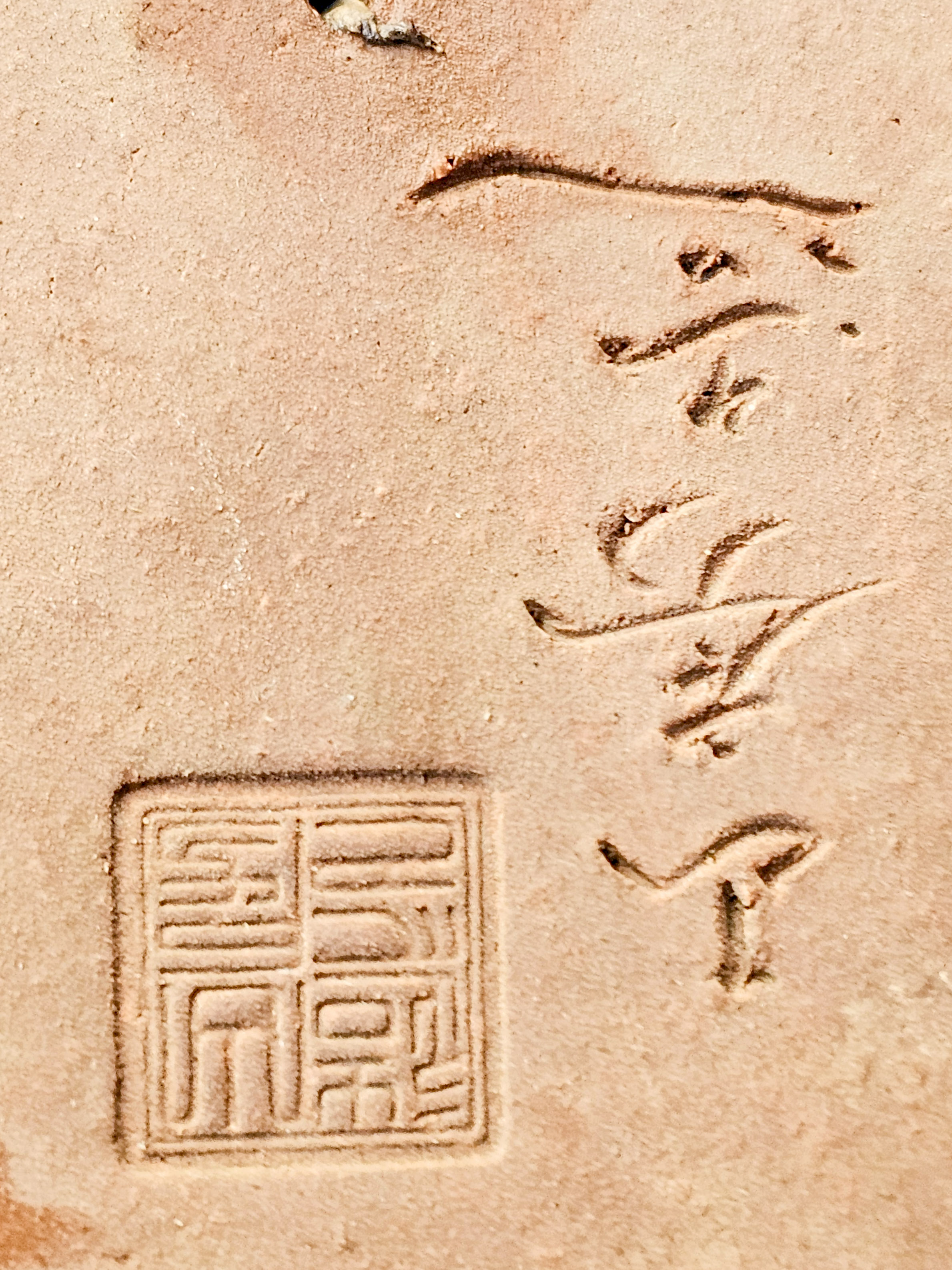 Bonsai Premium Quitte - Pseudocydonia sinensis Shohin 22cm 