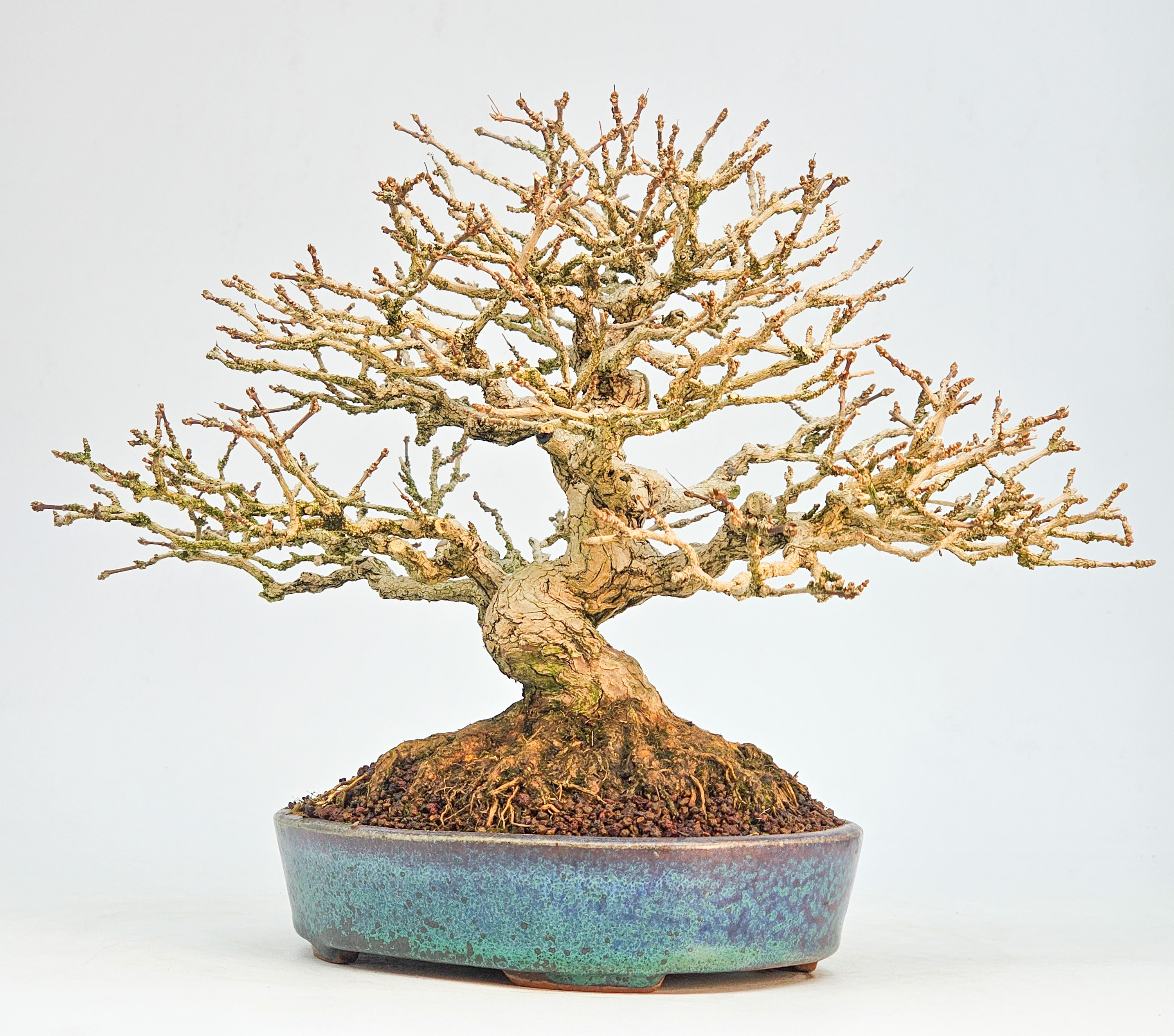 Bonsai Premium Duftahorn - Premna japonica Shohin 20cm 