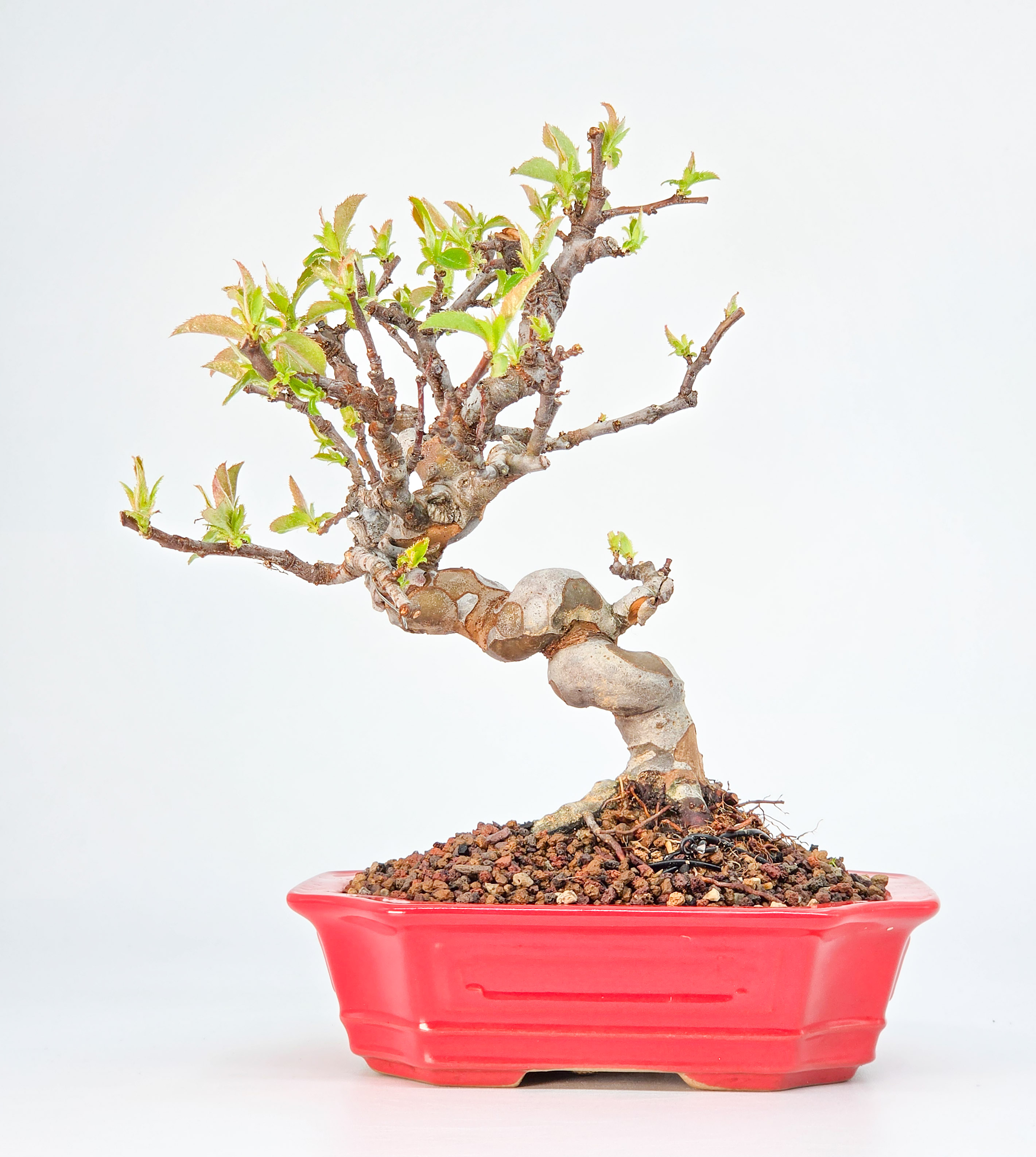 Bonsai Quitte - Pseudocydonia sinensis Shohin 19cm