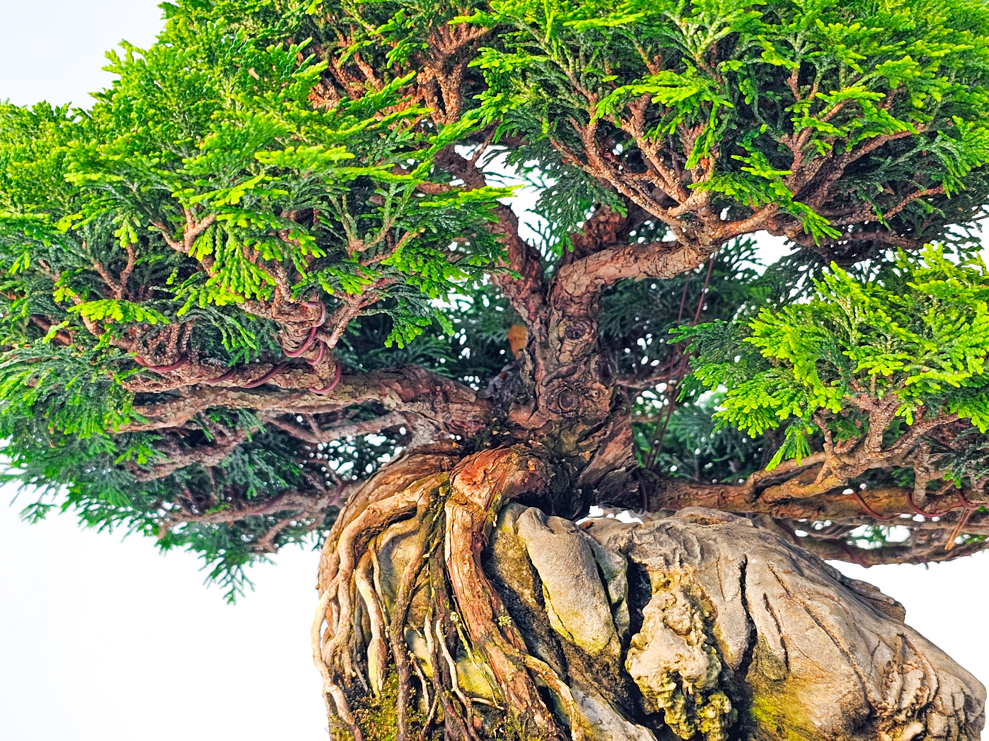 Bonsai Chamaecyparis obtusa 30 cm Bonsai Chamaecyparis obtusa 30 cm