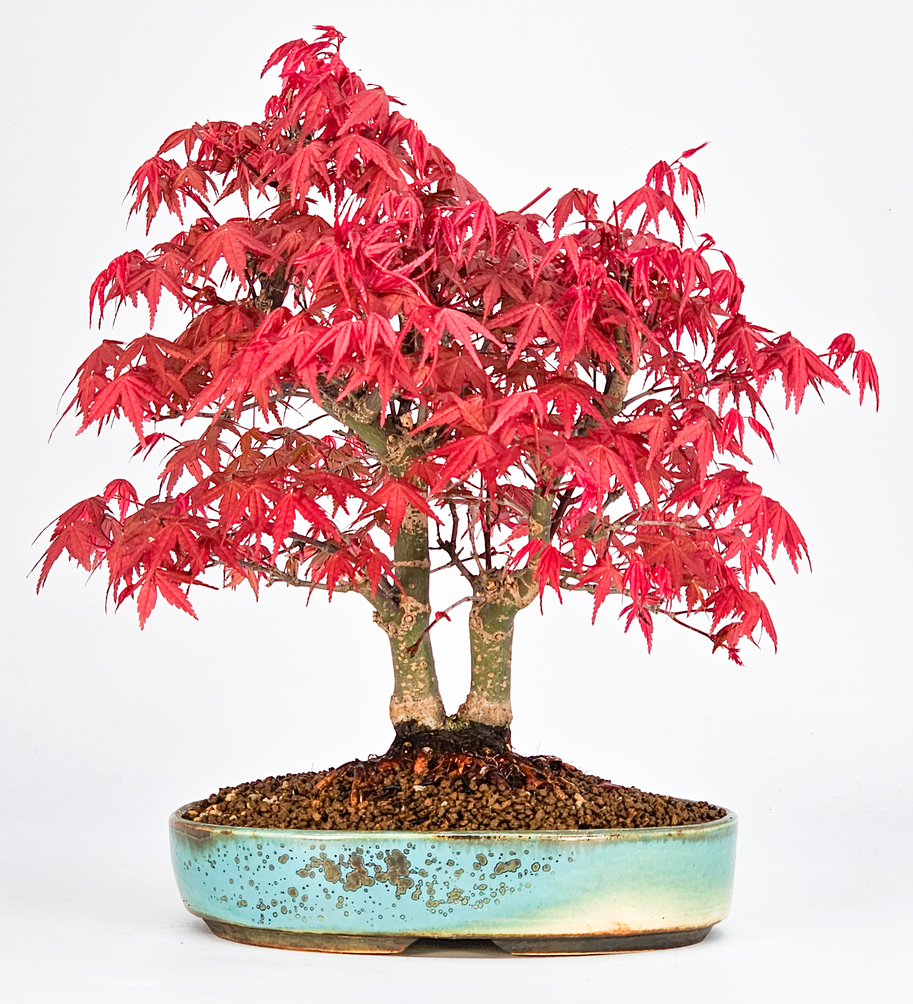 Bonsai Fächerahorn Acer palmatum Deshojo 23cm