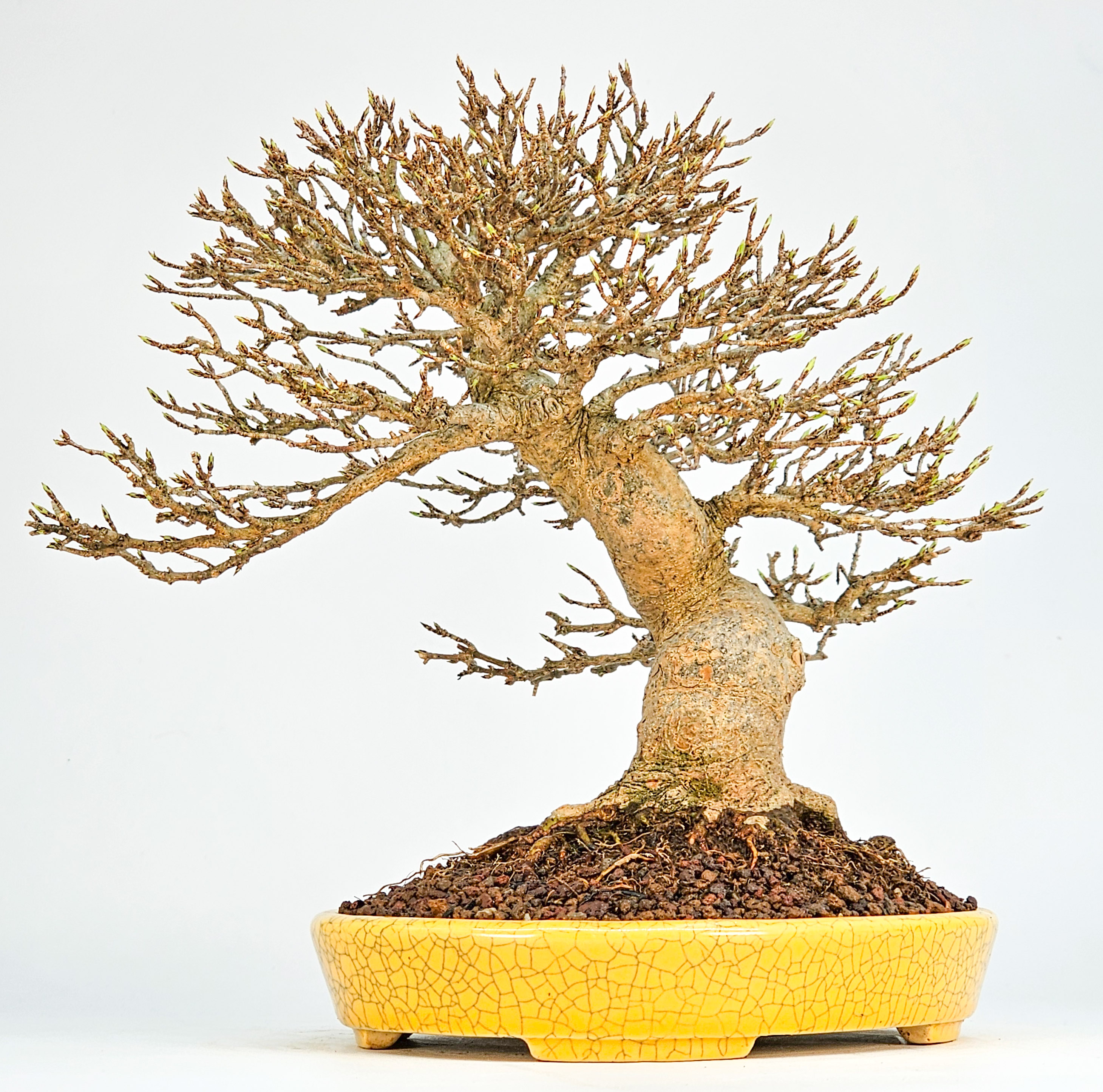 Bonsai Premium Dreispitzahorn - Acer buergerianum Shohin 20cm Video!!