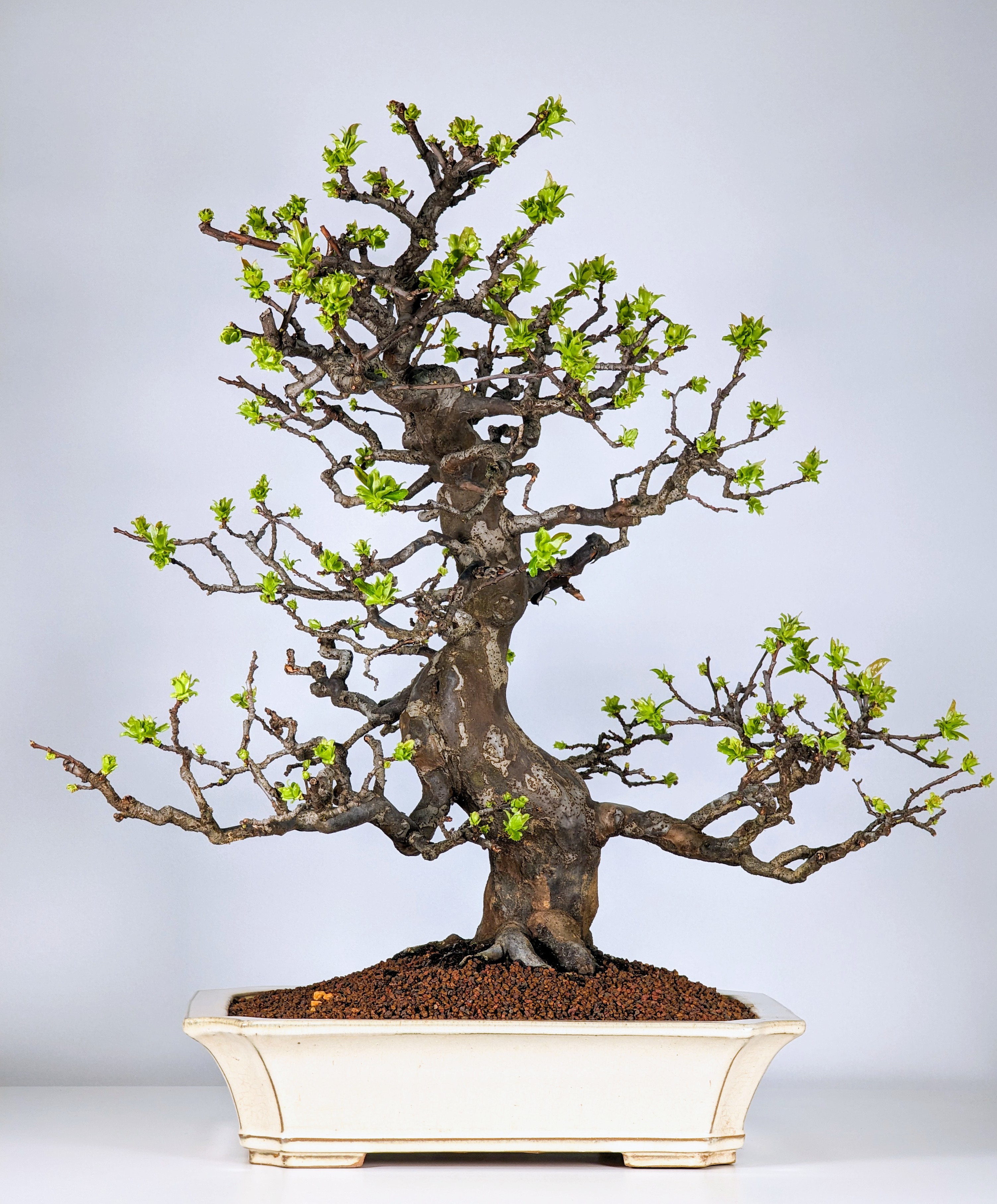 Bonsai Quitte - Pseudocydonia sinensis 52cm