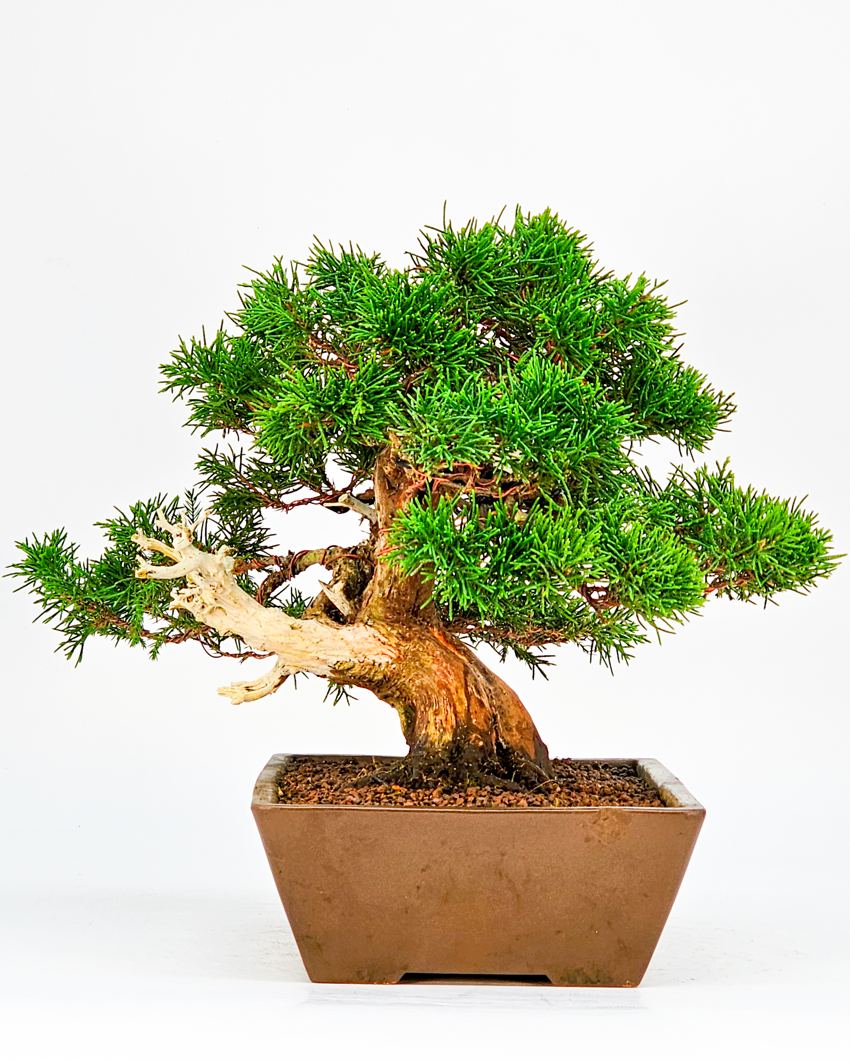 Bonsai Wacholder Juniperus chinensis Shohin 21cm