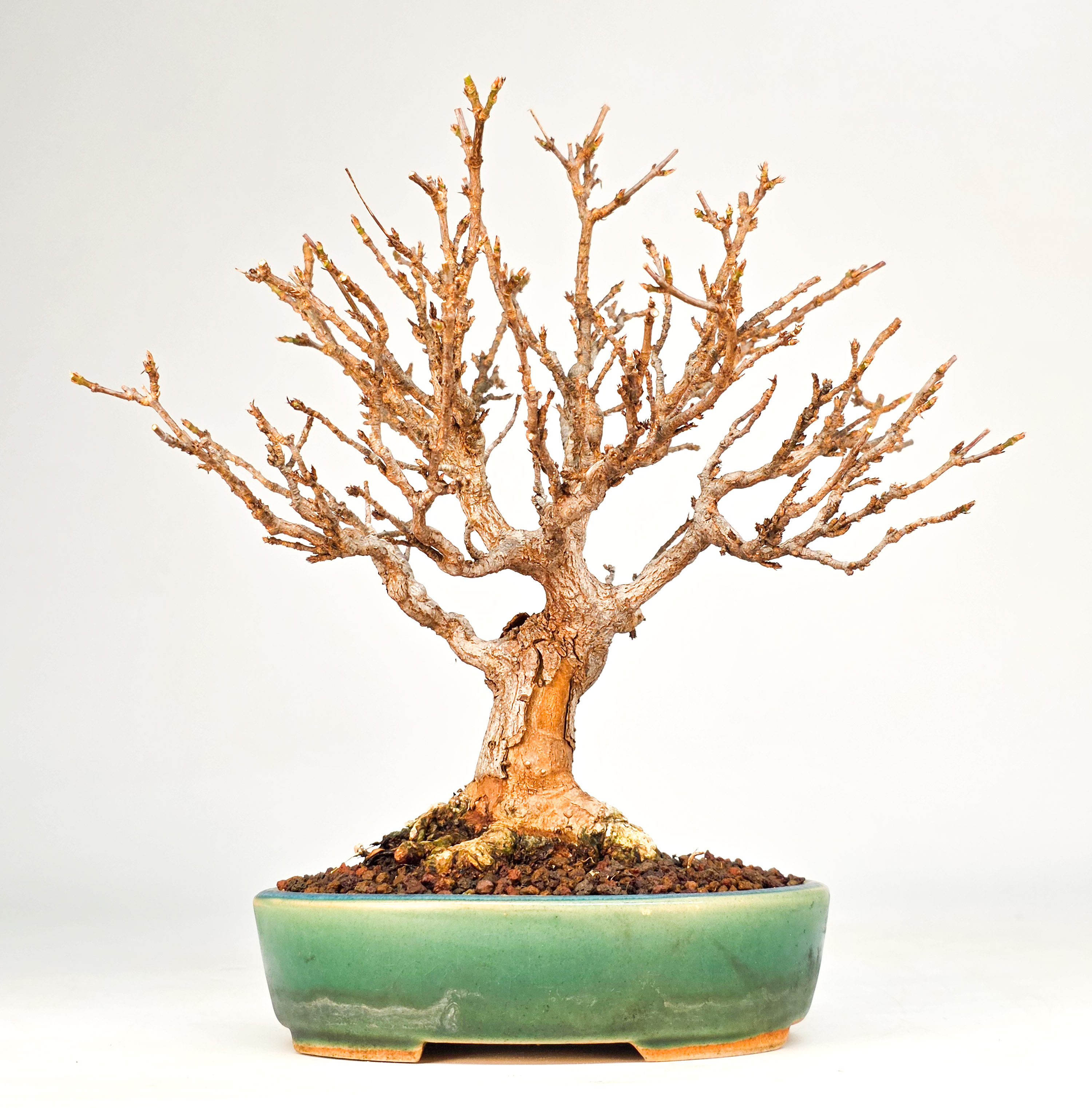 Bonsai Dreispitzahorn - Acer buergerianum 17cm