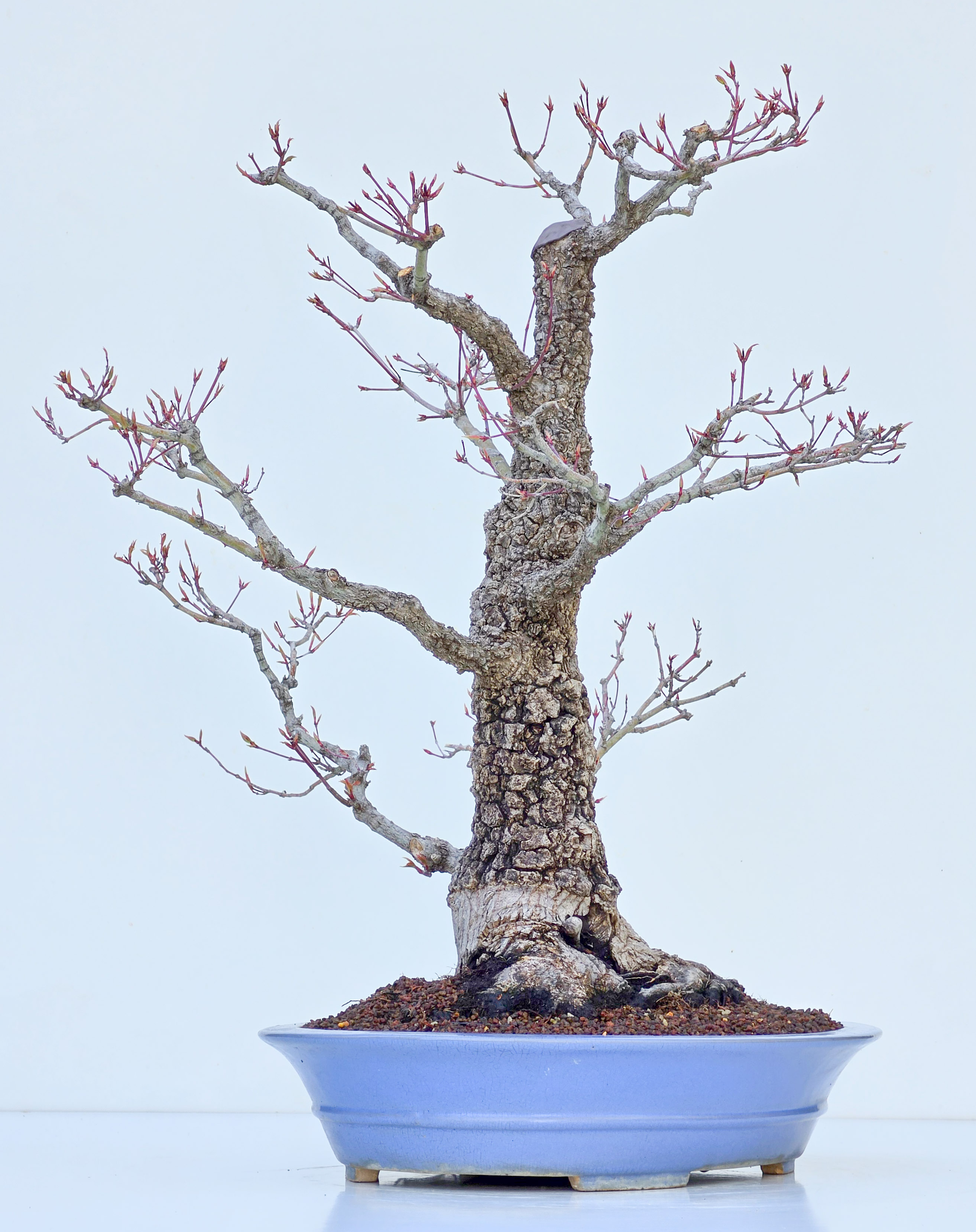 Bonsai Fächerahorn - Acer palmatum Arakawa 54cm