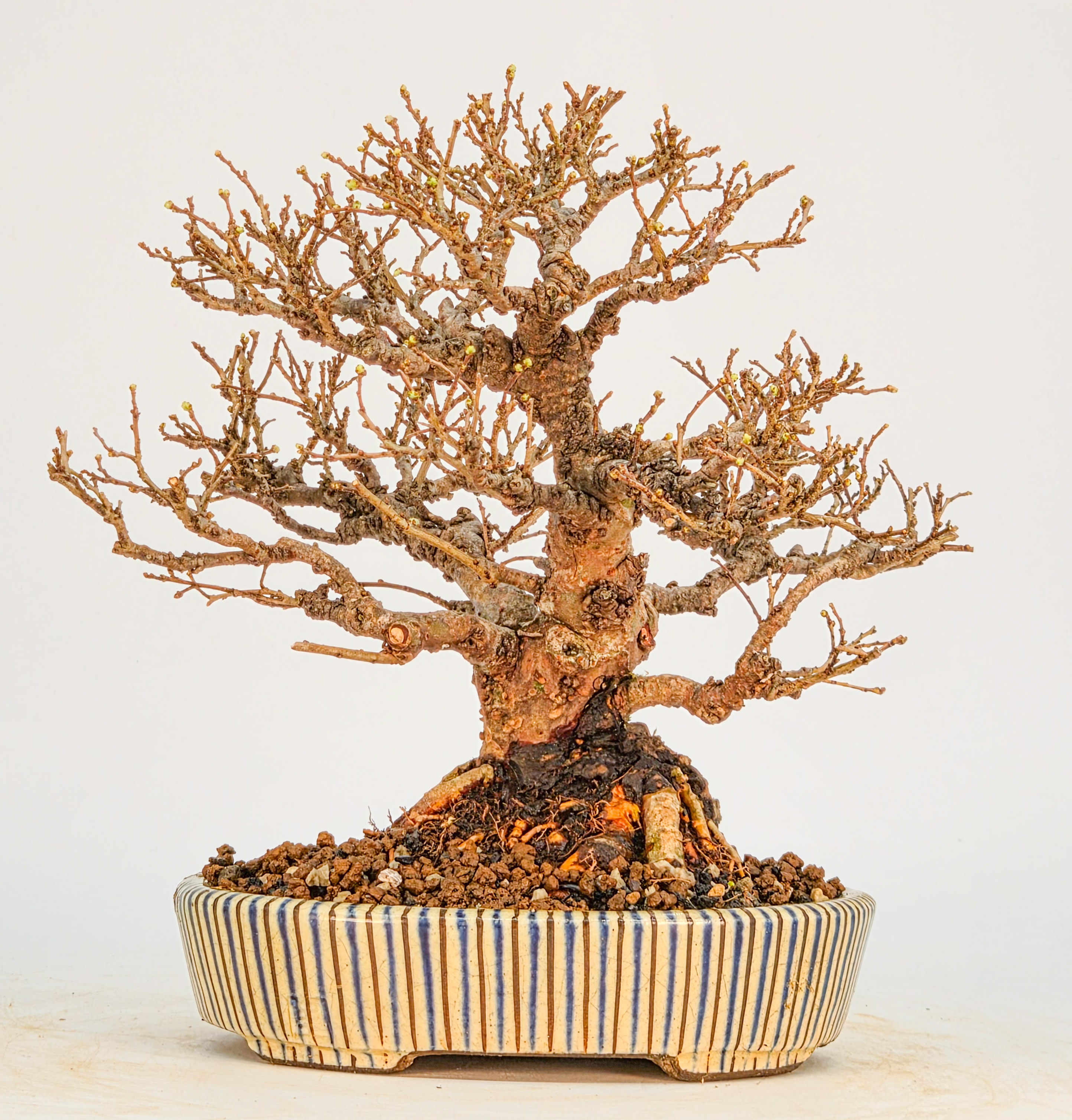 Bonsai Japanische Ulme - Ulmus parvifolia Shohin 15cm