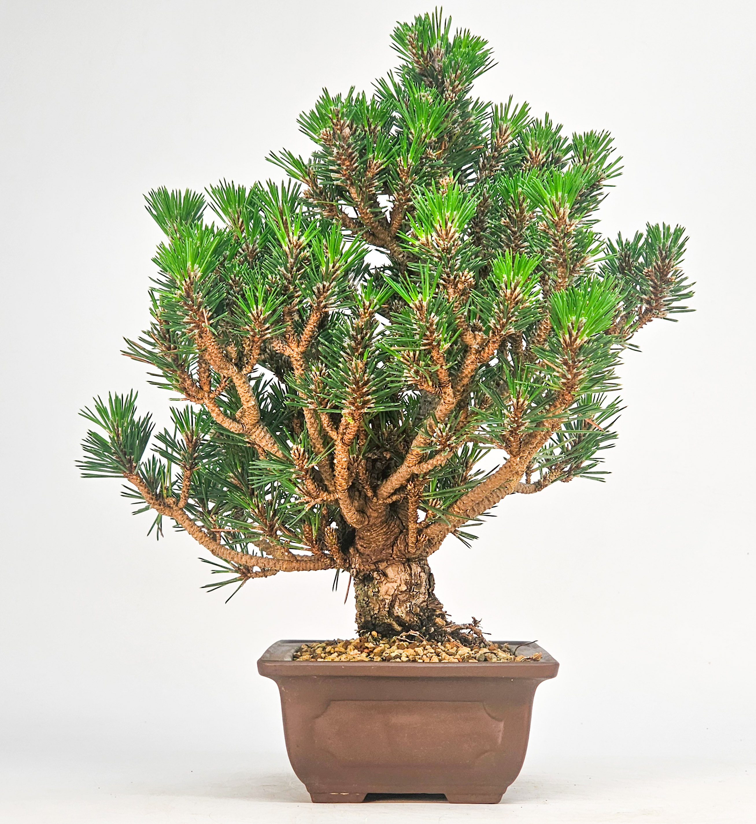 Bonsai Schwarzkiefer - Pinus thunbergii 26cm