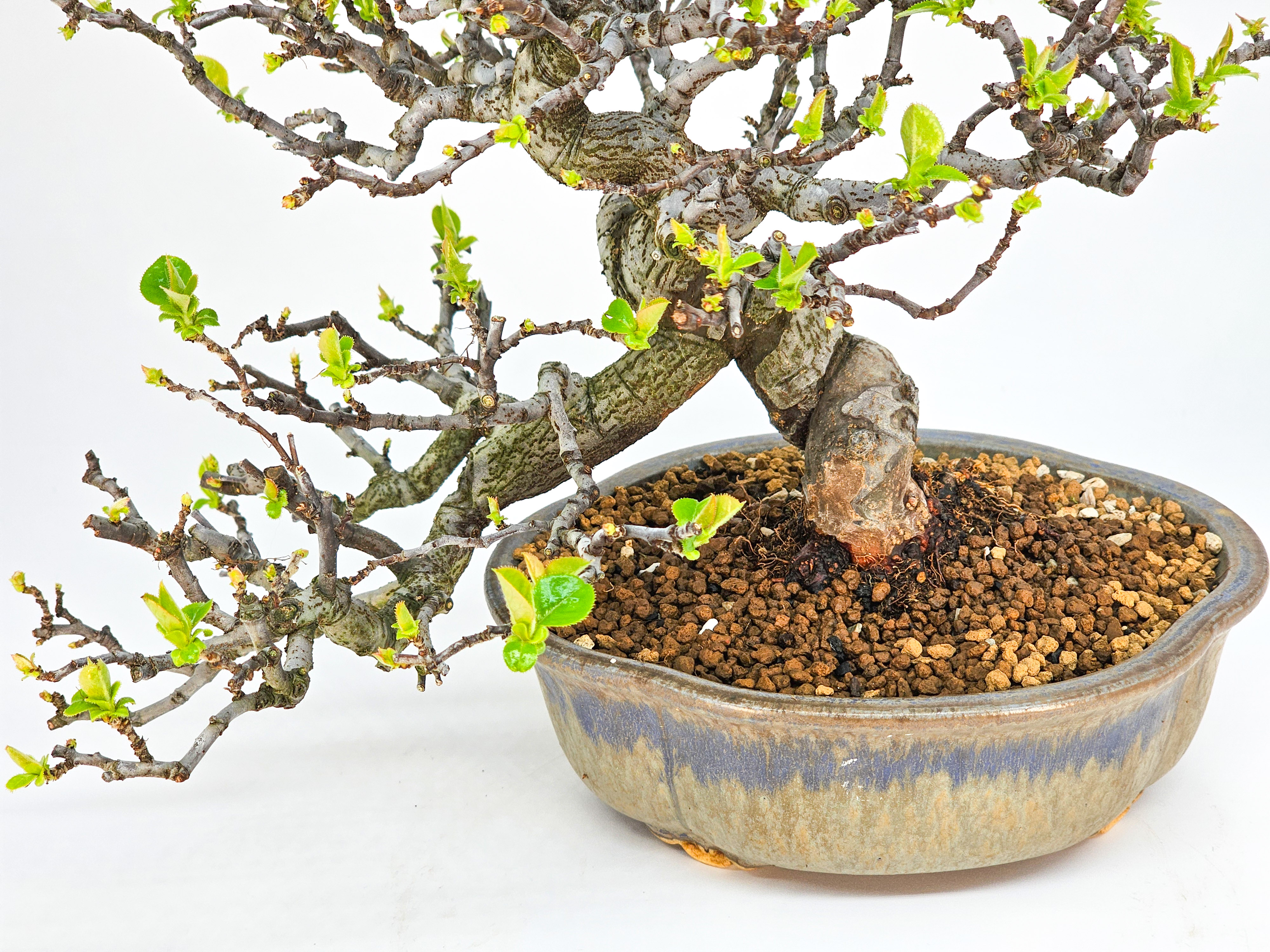 Bonsai Quitte - Pseudocydonia sinensis Shohin 21cm