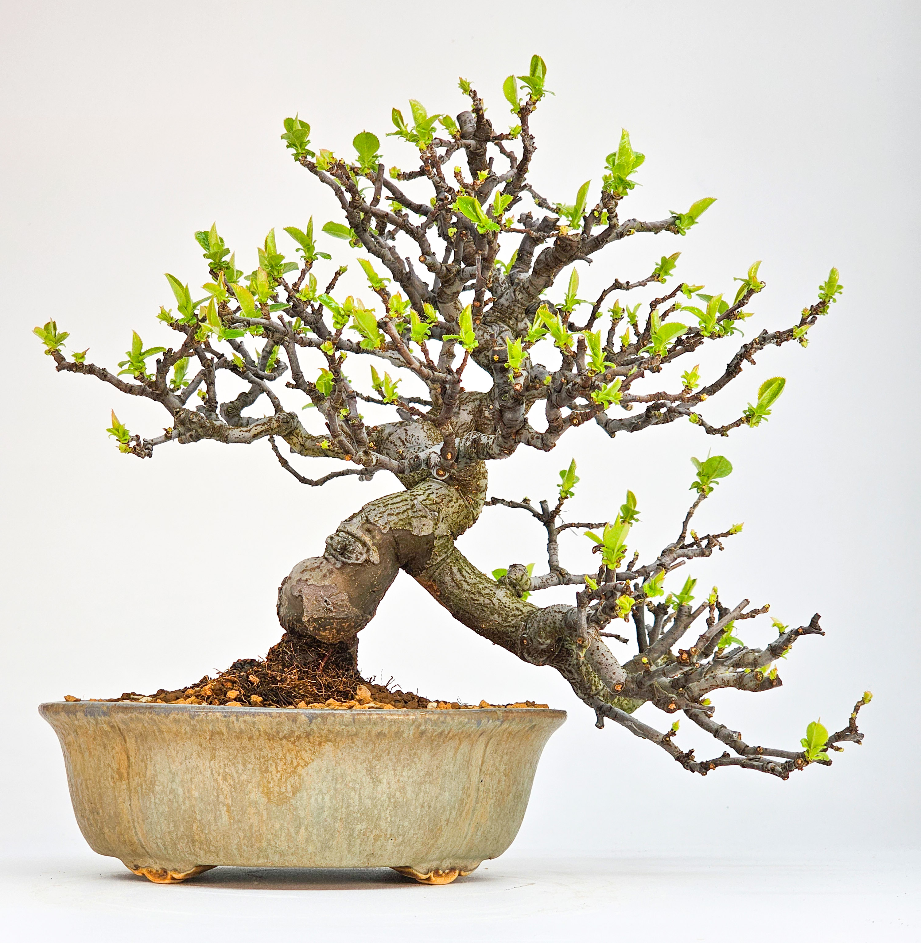 Bonsai Quitte - Pseudocydonia sinensis Shohin 21cm