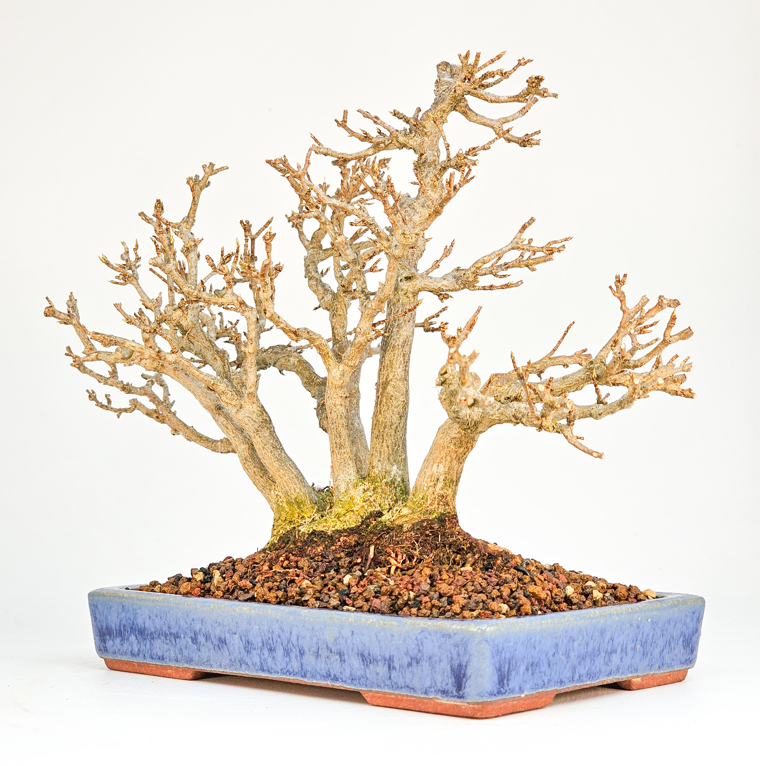 Bonsai Dreispitzahorn - Acer buergerianum Shohin 17cm