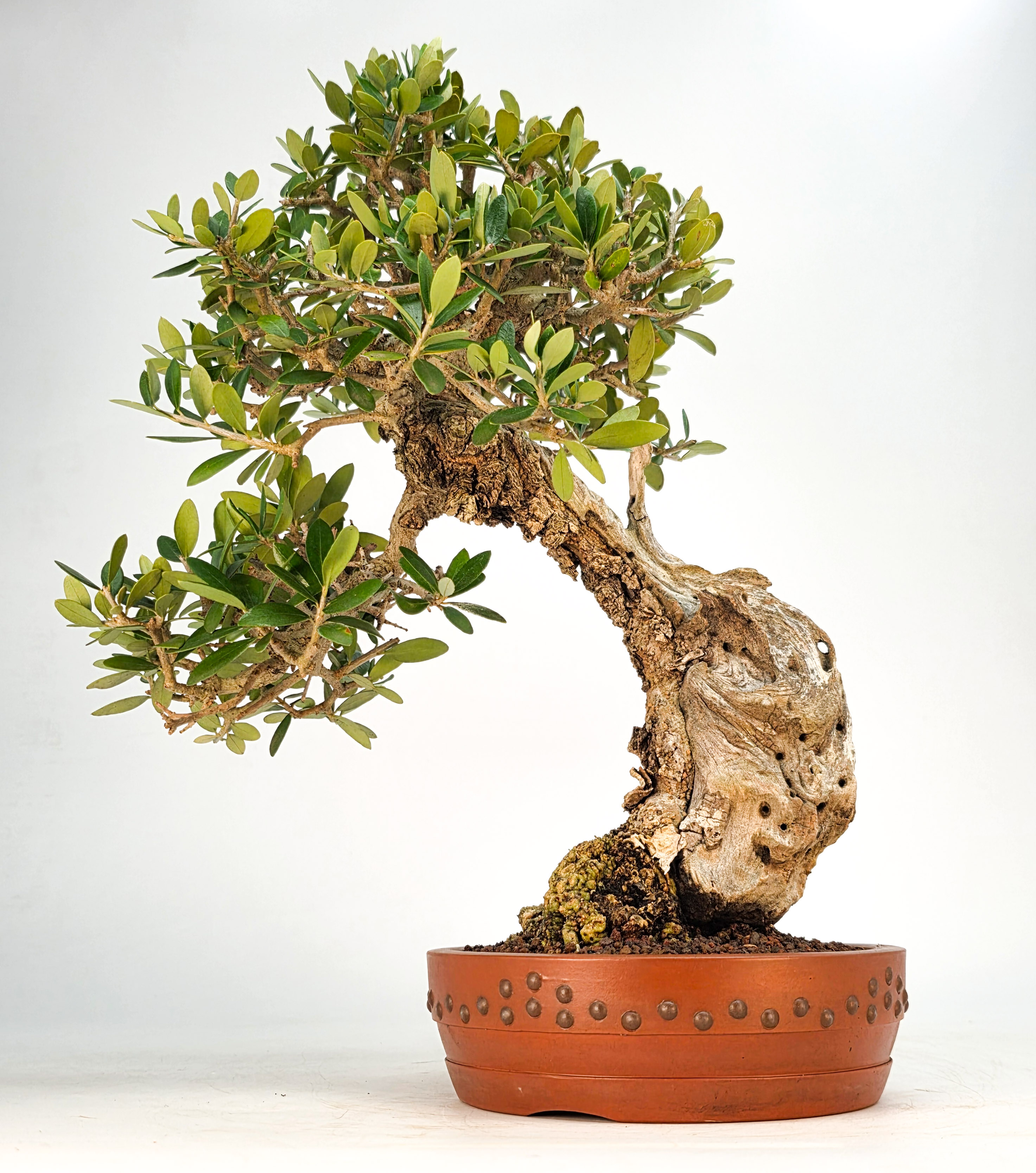 Bonsai Olive - Olea europea sylvestris 28cm
