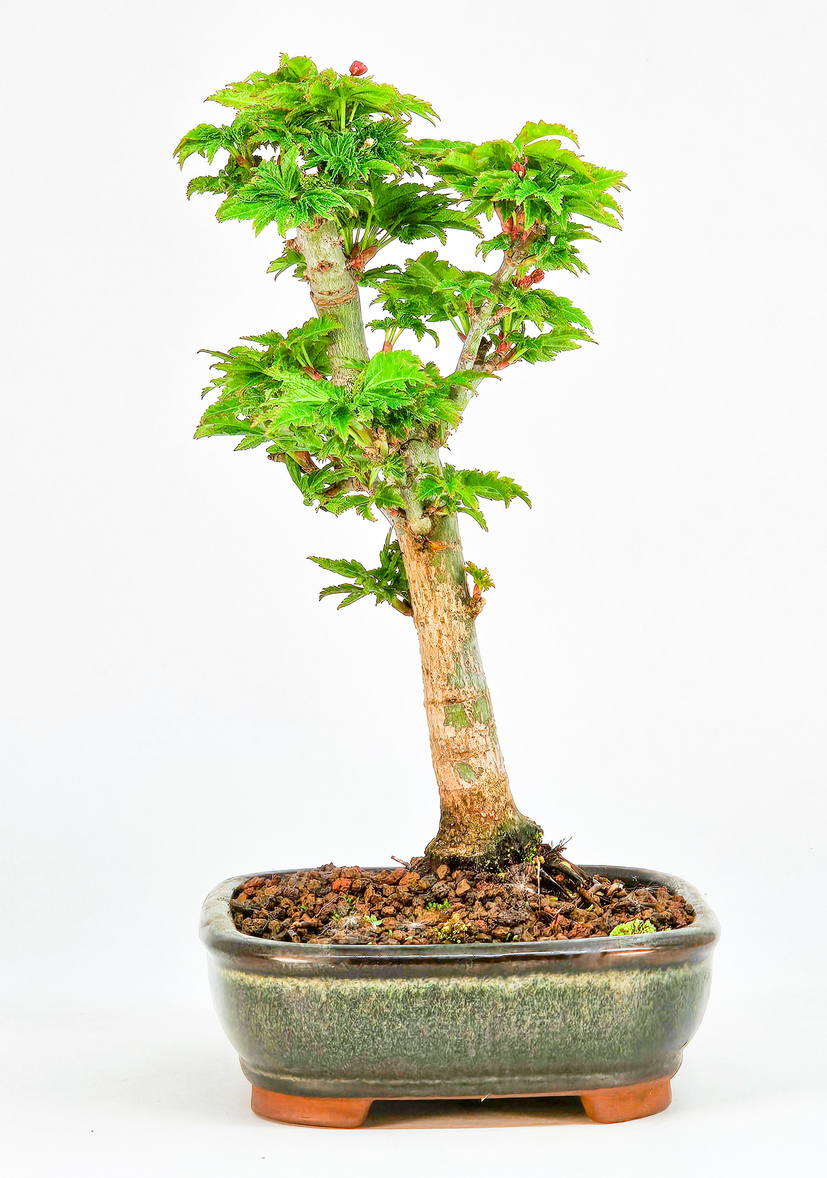 Bonsai Löwenkopfahorn- Acer palmatum Shishigashira Shohin 15cm