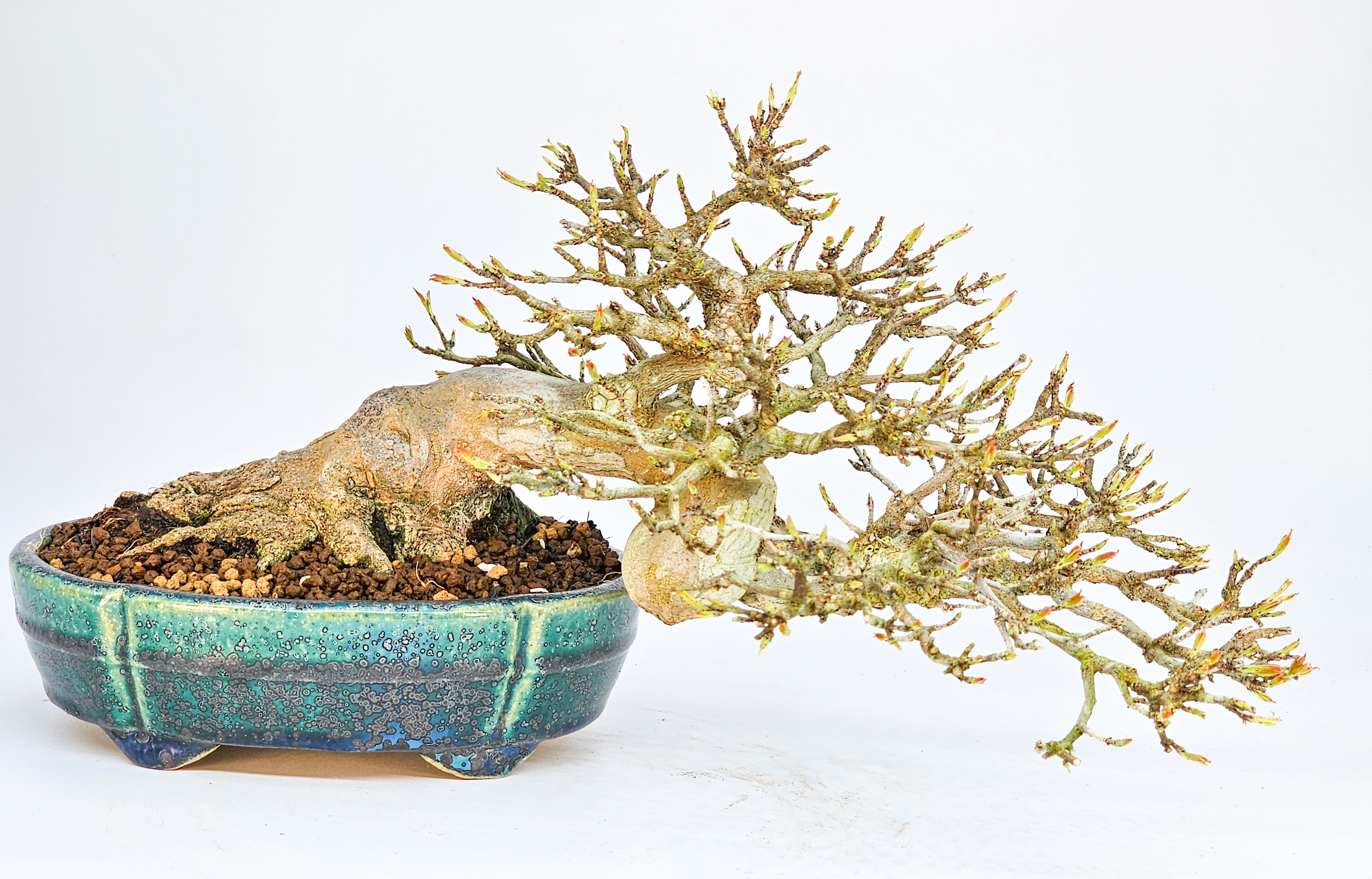 Bonsai Dreispitzahorn - Acer buergerianum 14cm Video!!
