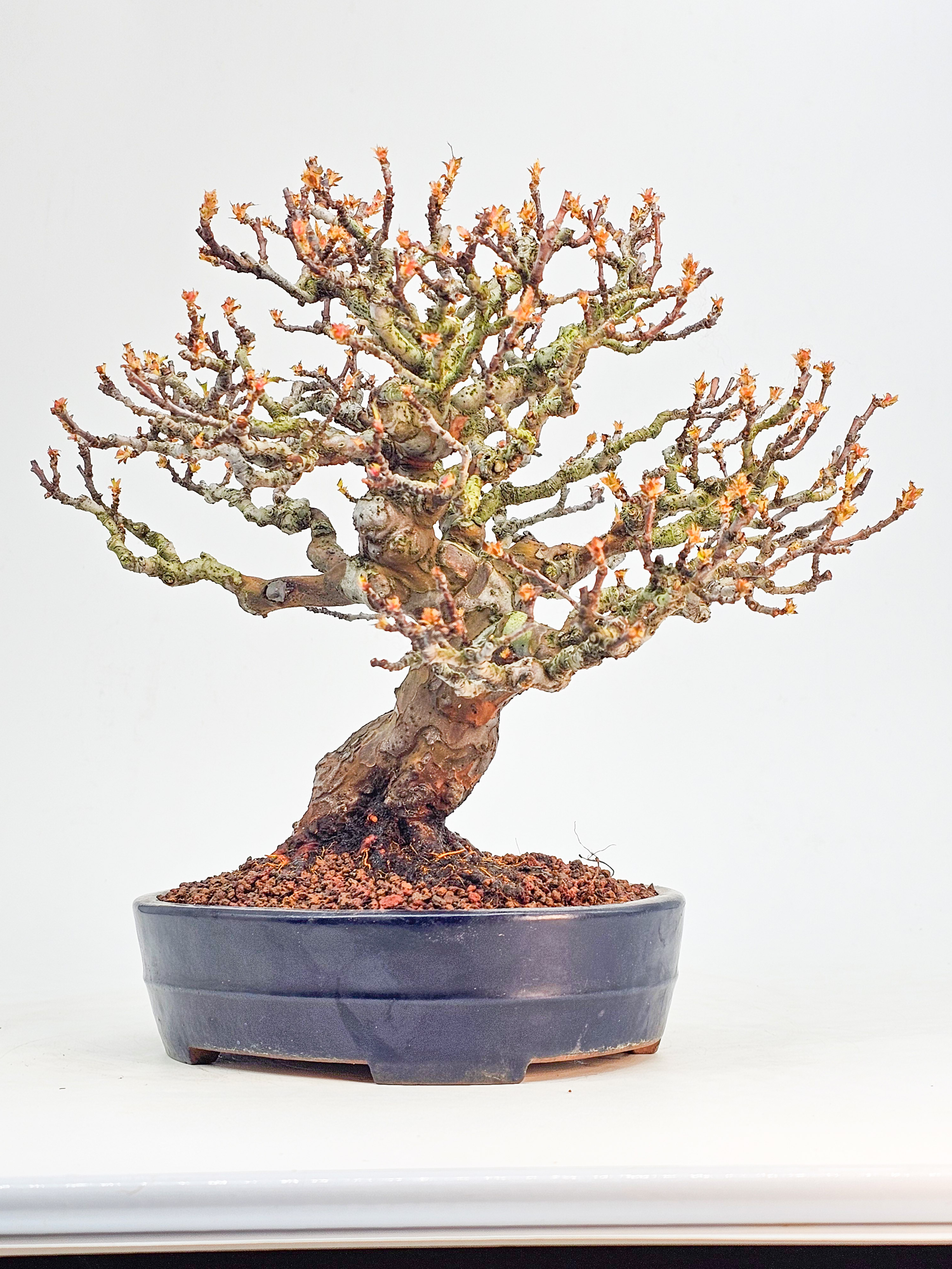 Bonsai Premium Quitte - Pseudocydonia sinensis Shohin 22cm 