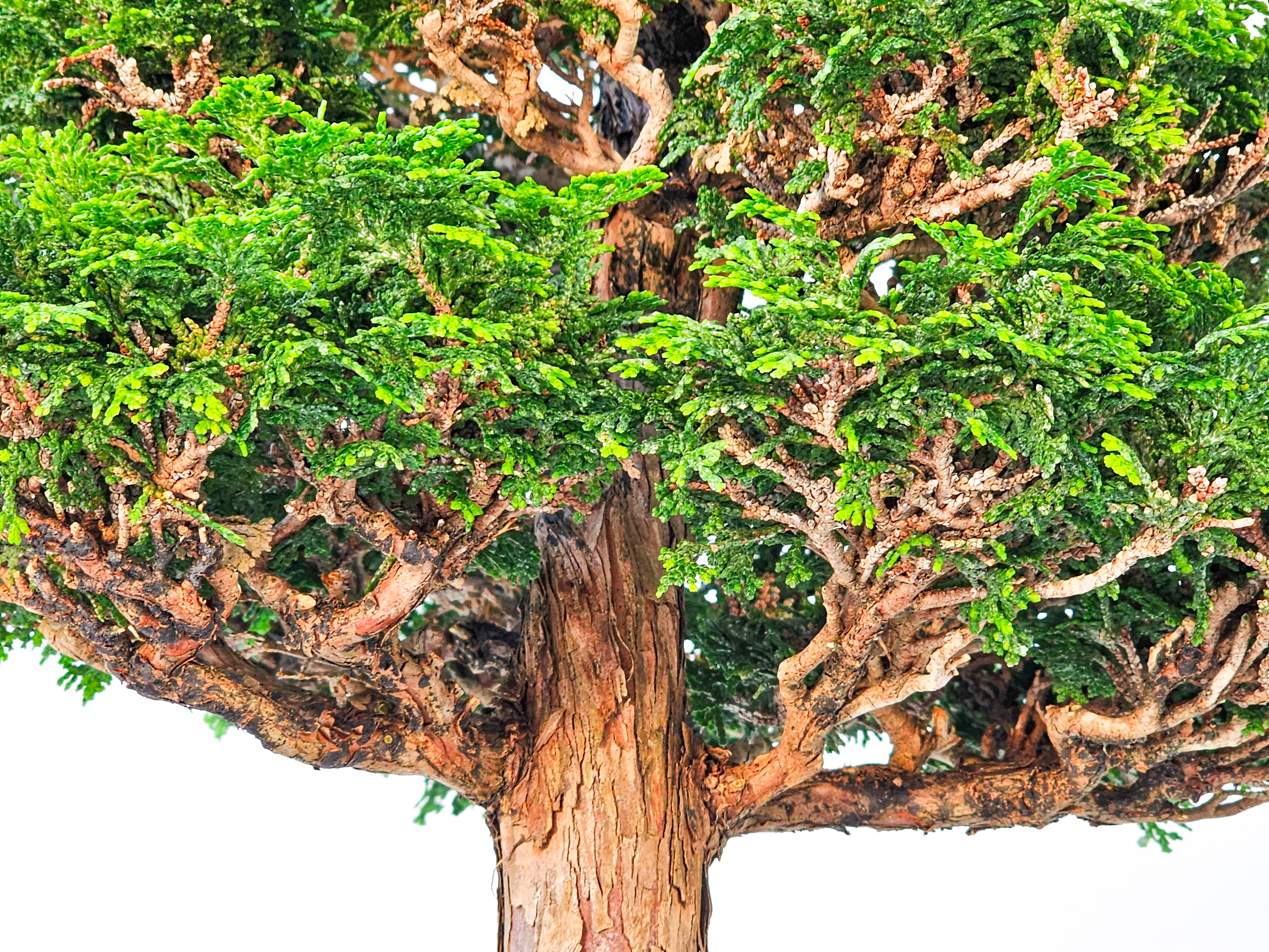 Bonsai Chamaecyparis obtusa 46,5 cm
