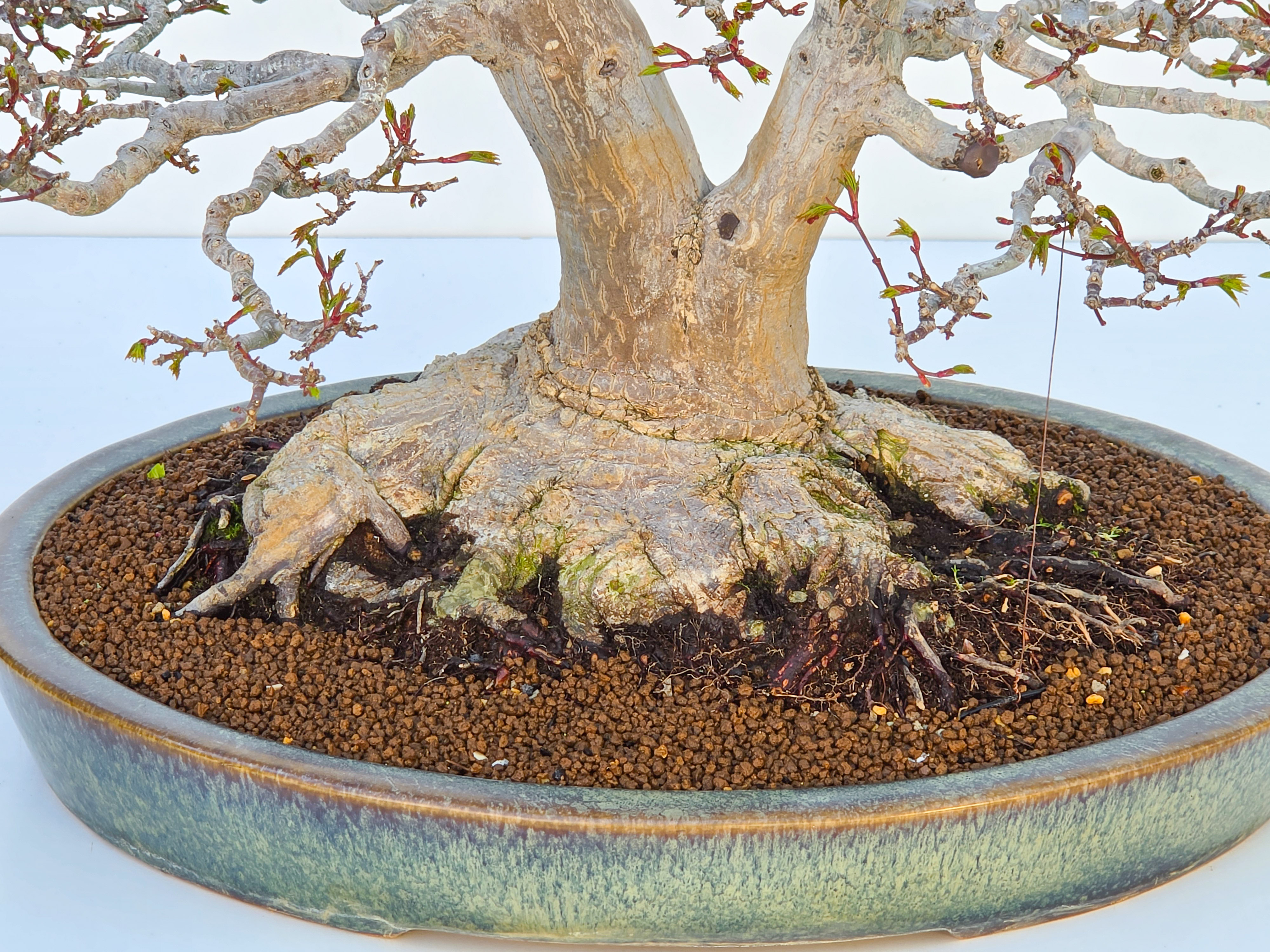 Bonsai Premium Löwenkopfahorn- Acer palmatum Shishigashira 61cm Video!!