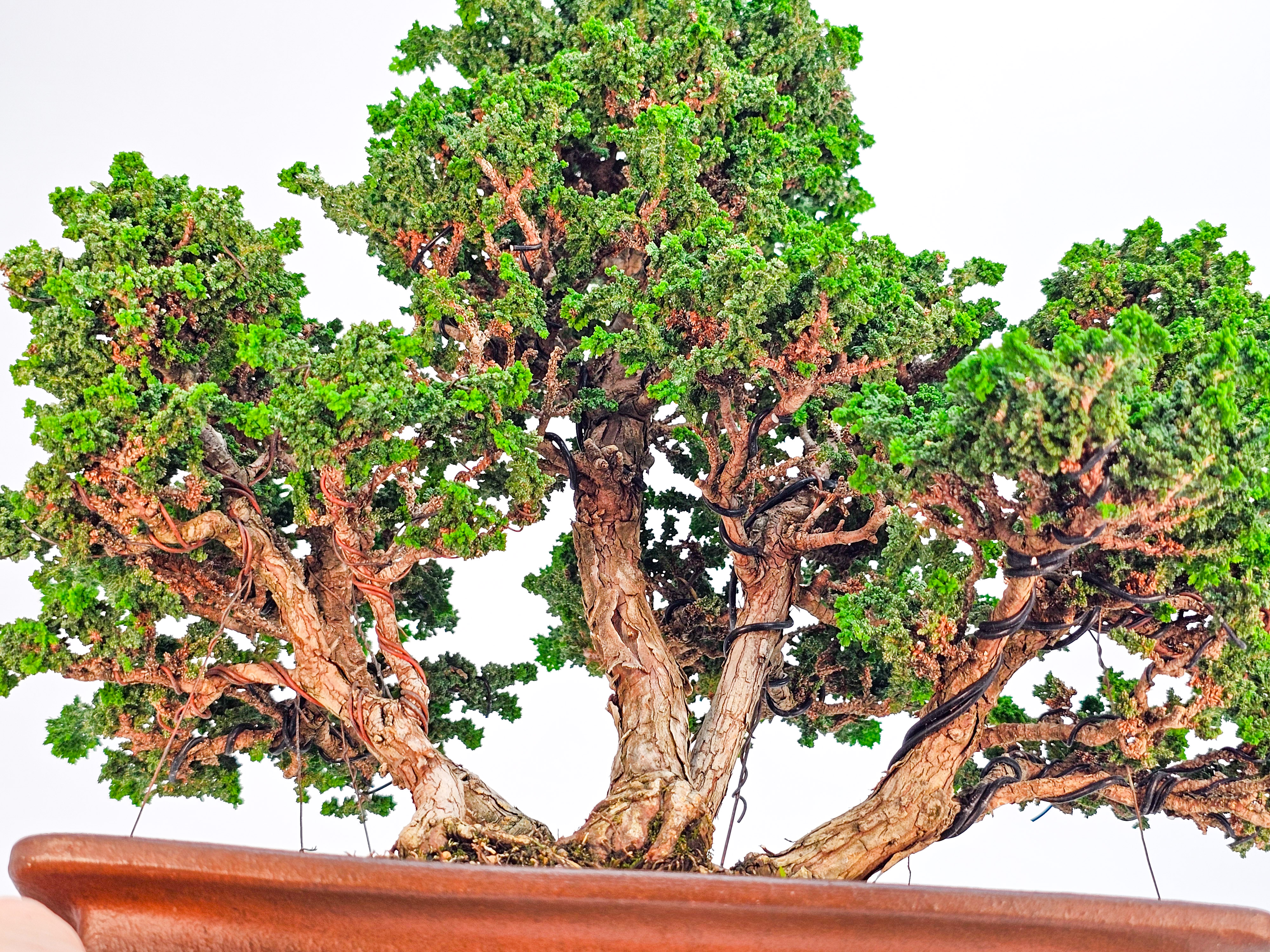 Bonsai Chamaecyparis obtusa Sekka hinoki 31 cm Bonsai Chamaecyparis obtusa Sekka hinoki 31 cm