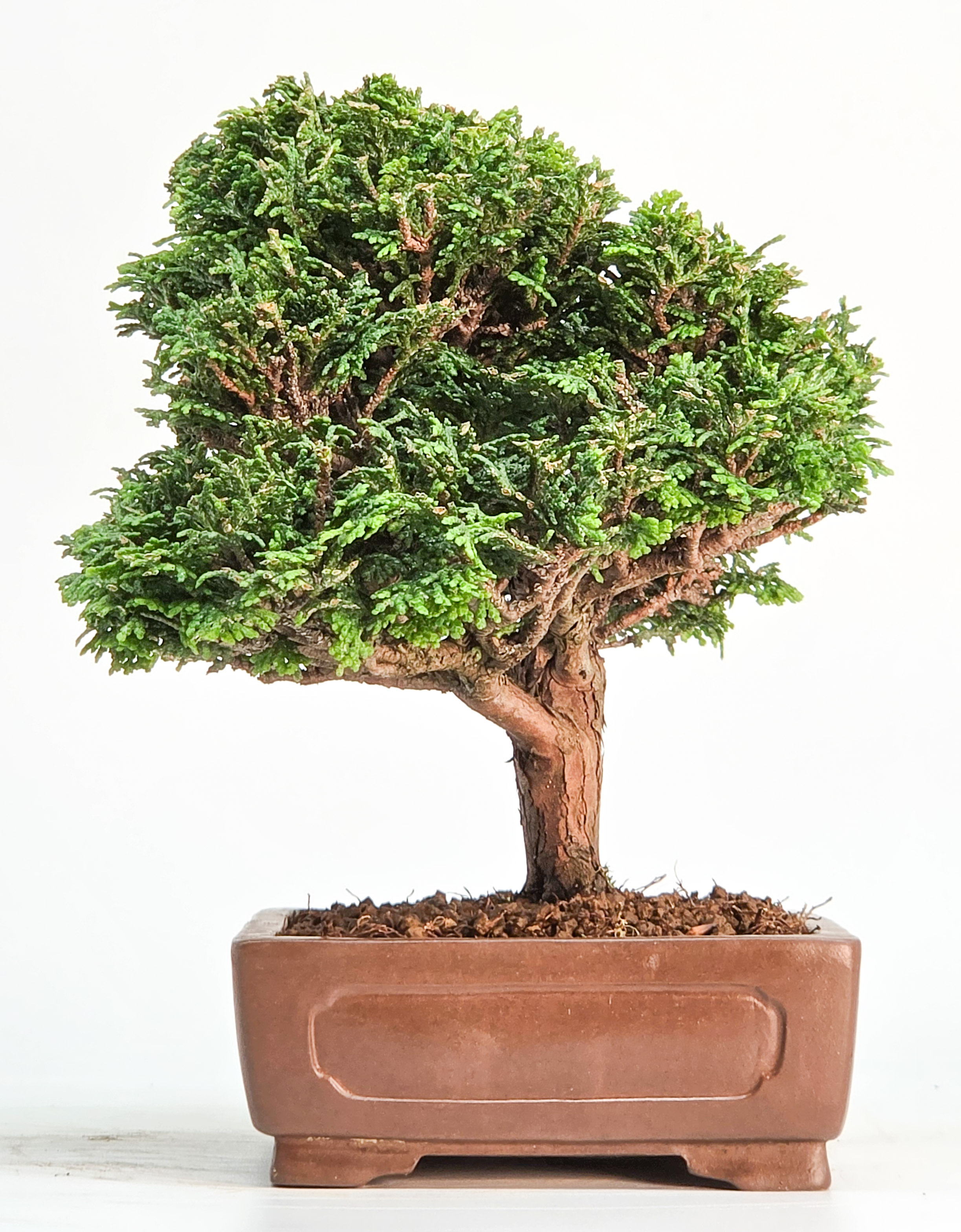 Bonsai Muschelzypresse - Chamaecyparis obtusa Shohin 17cm
