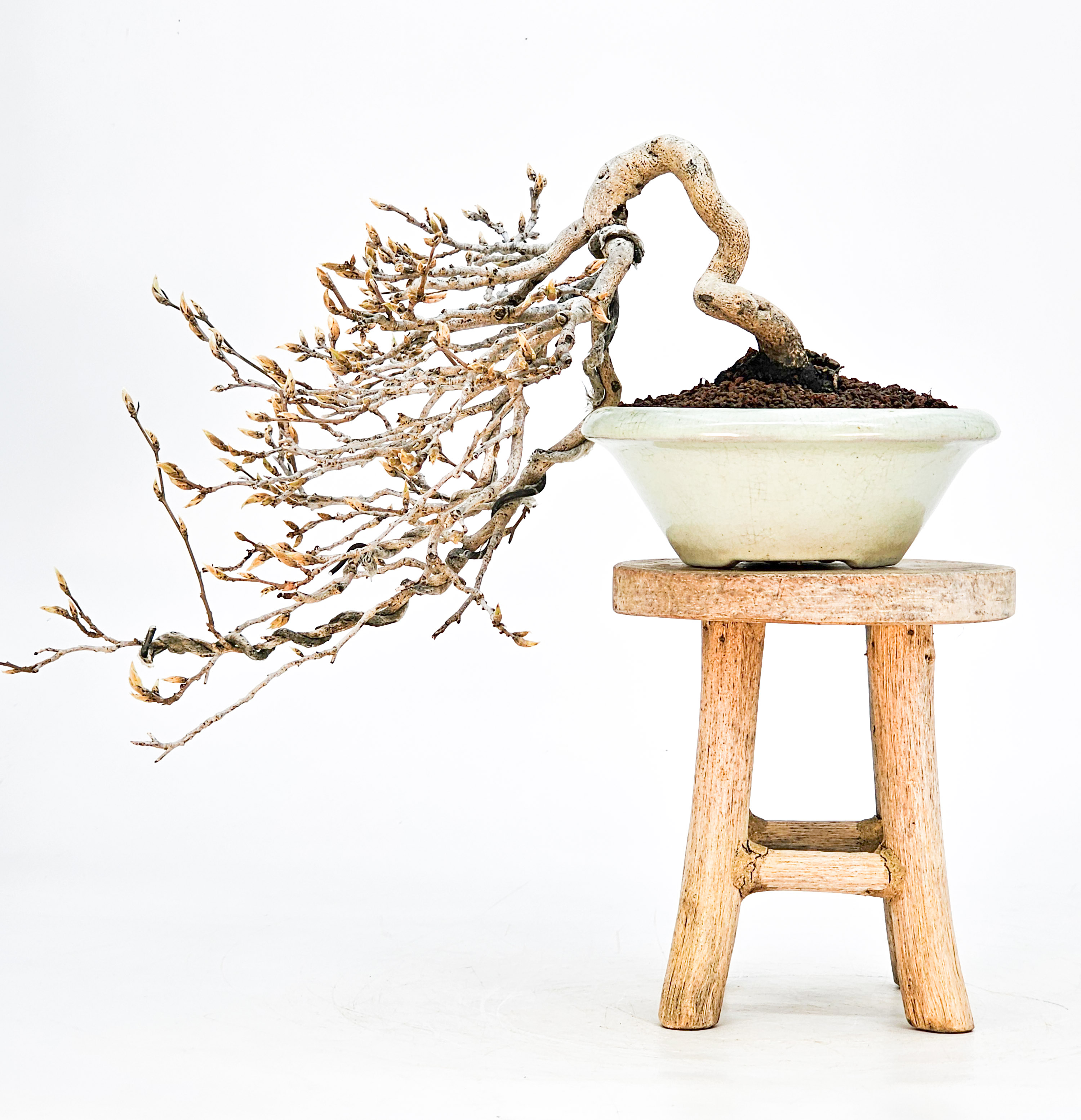 Bonsai Diospyros kaki Kakipflaume  Shohin 20cm