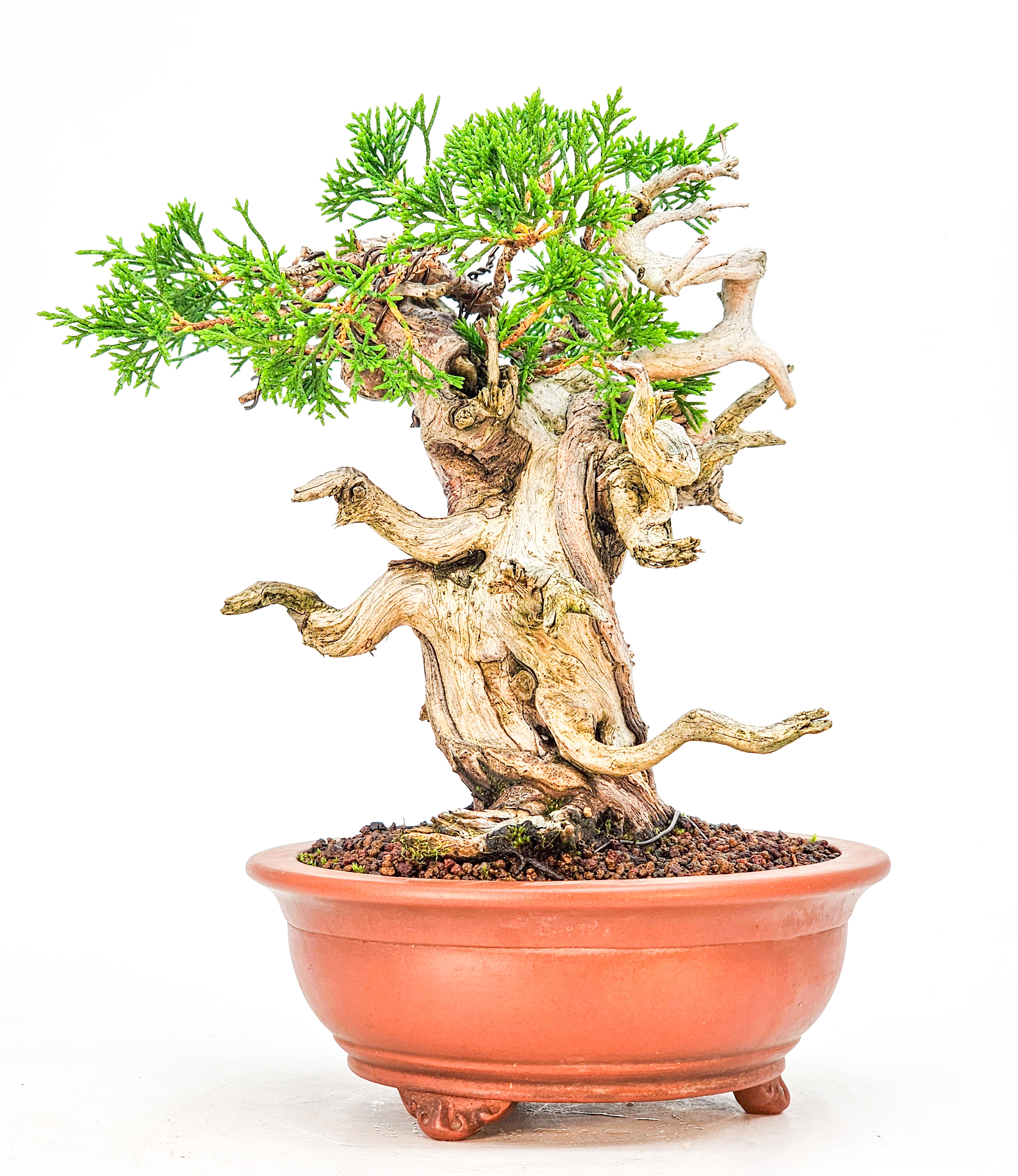 Bonsai Wacholder Juniperus Itoigawa Shohin 19cm 