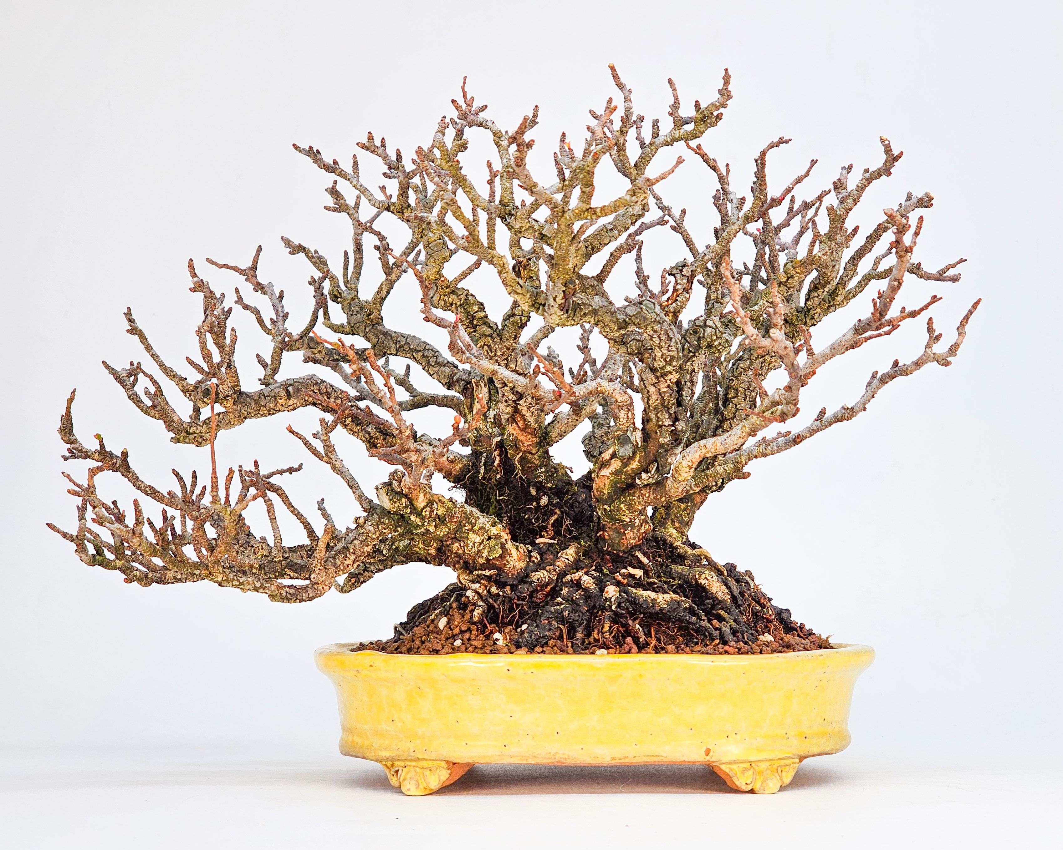 Bonsai Zierquitte - Chaenomeles Shohin 19cm