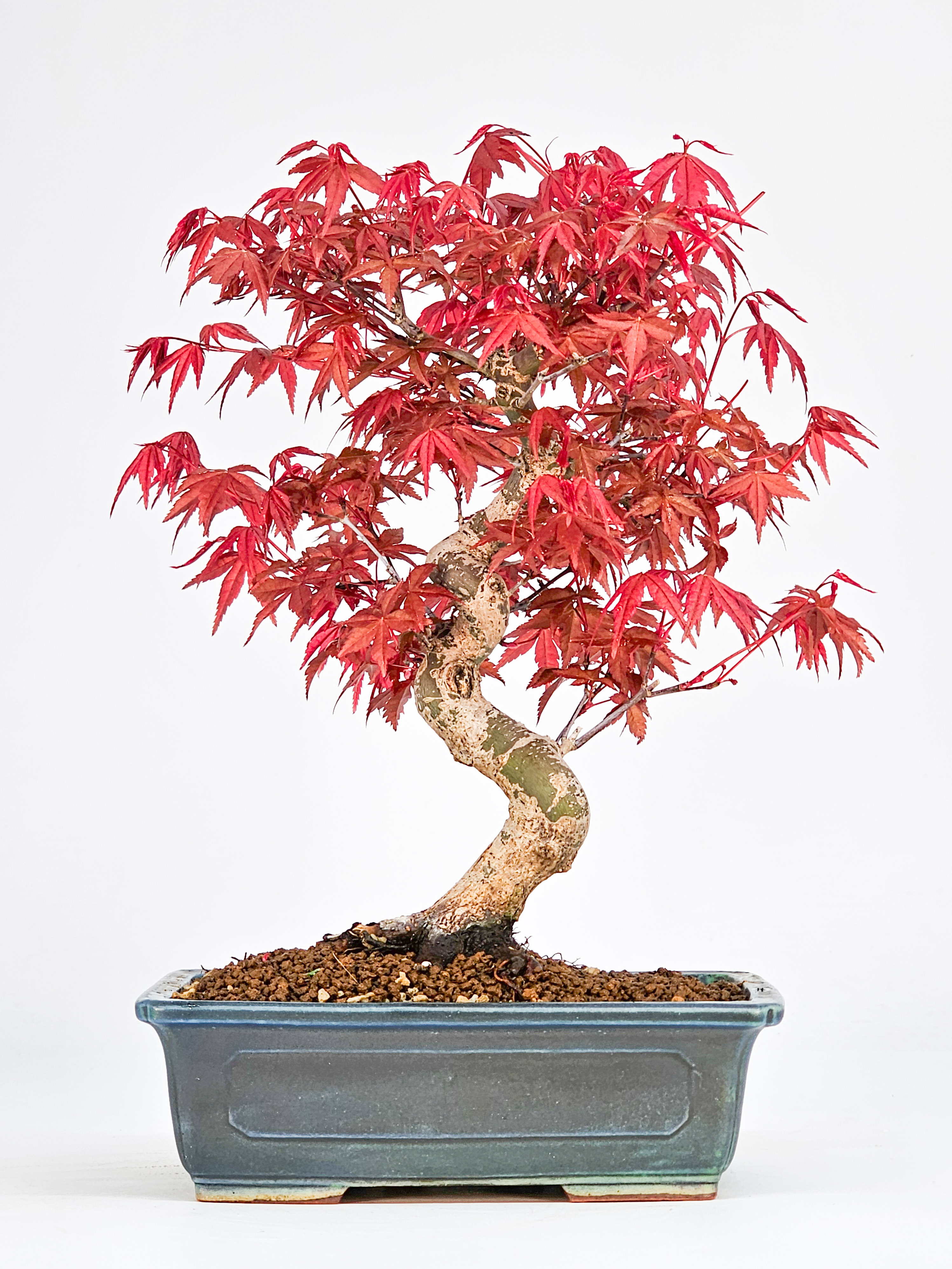 Bonsai Fächerahorn Acer palmatum Deshojo Shohin 21cm  