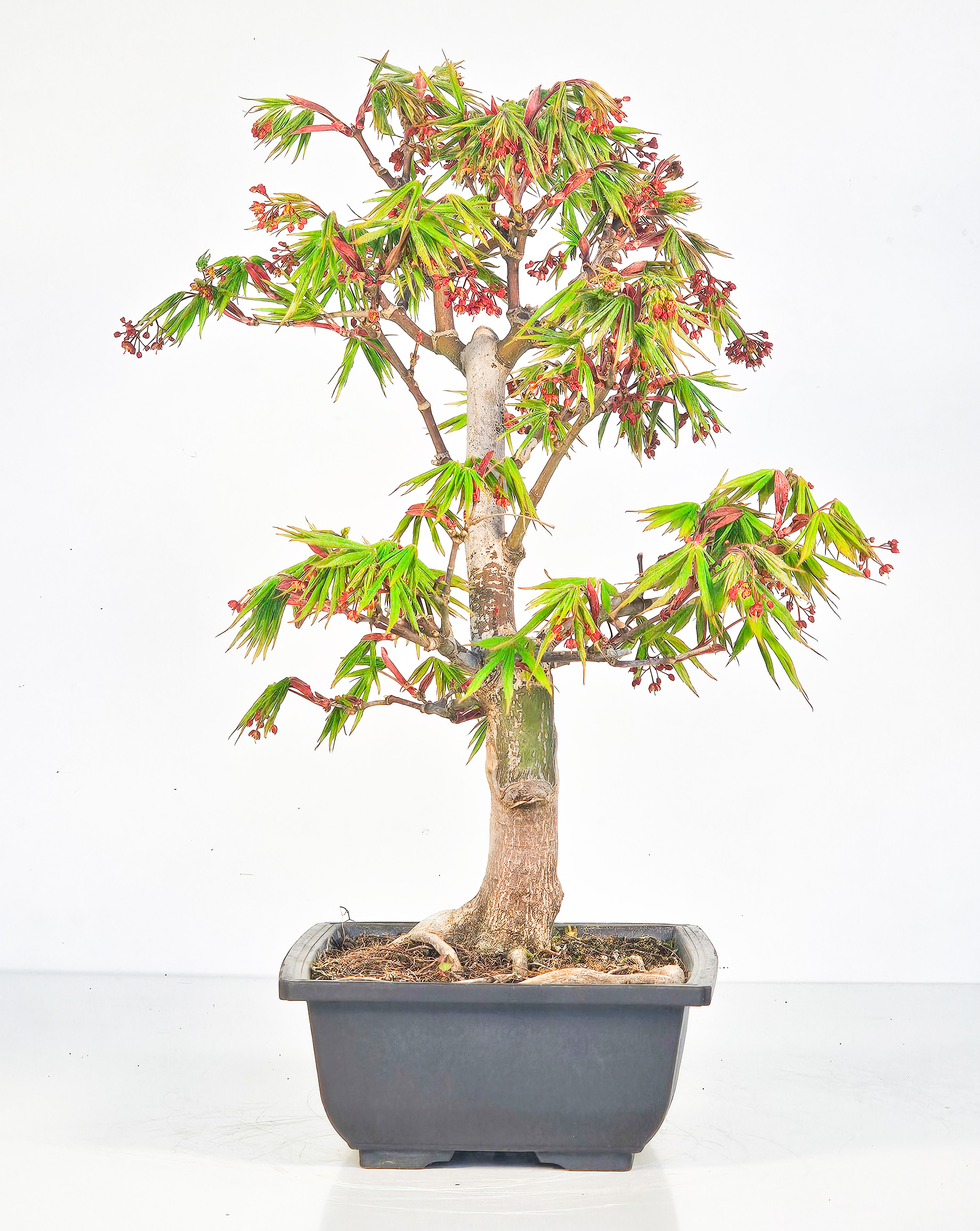 Bonsai Fächerahorn - Acer palmatum Osakazuki 38cm  