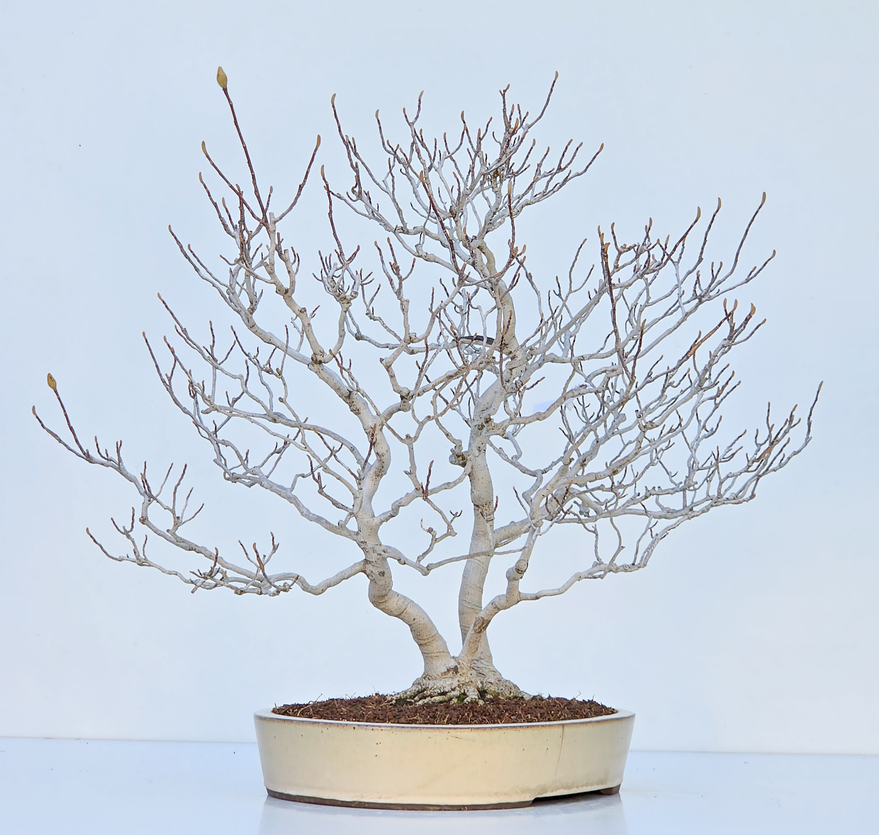 Bonsai Premium Magnolia kobus saucer - Magnolie 55cm