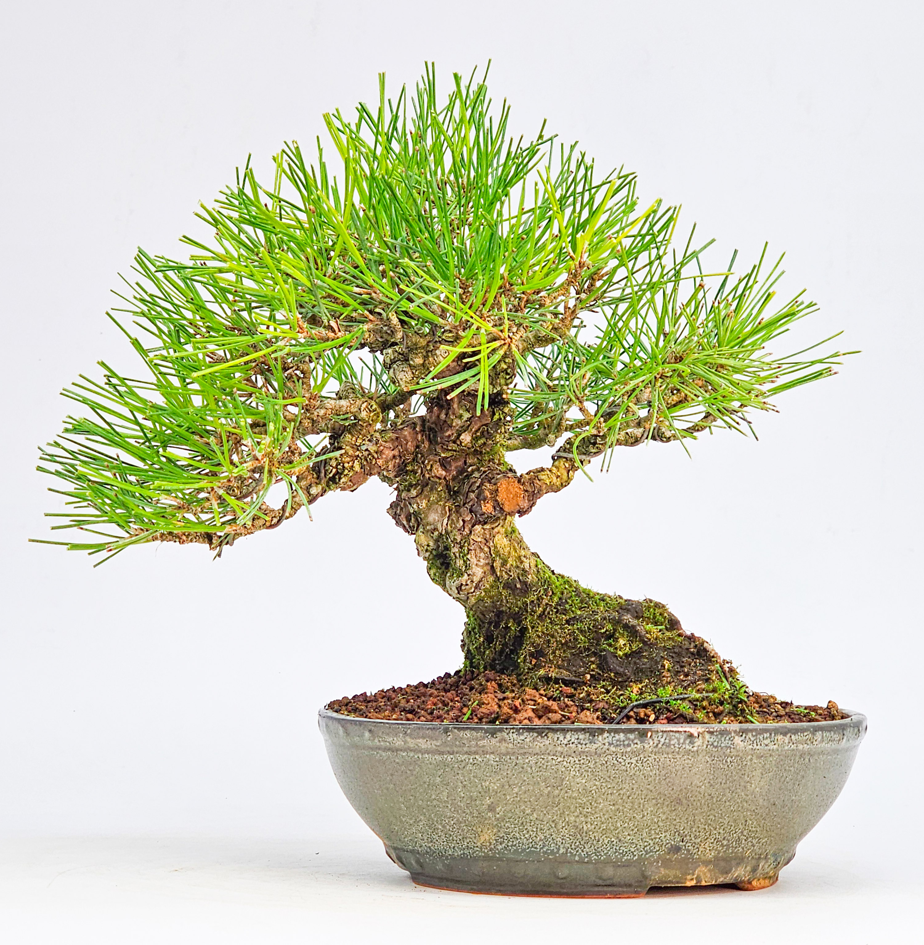 Bonsai Schwarzkiefer - Pinus thunbergii Shohin 20cm