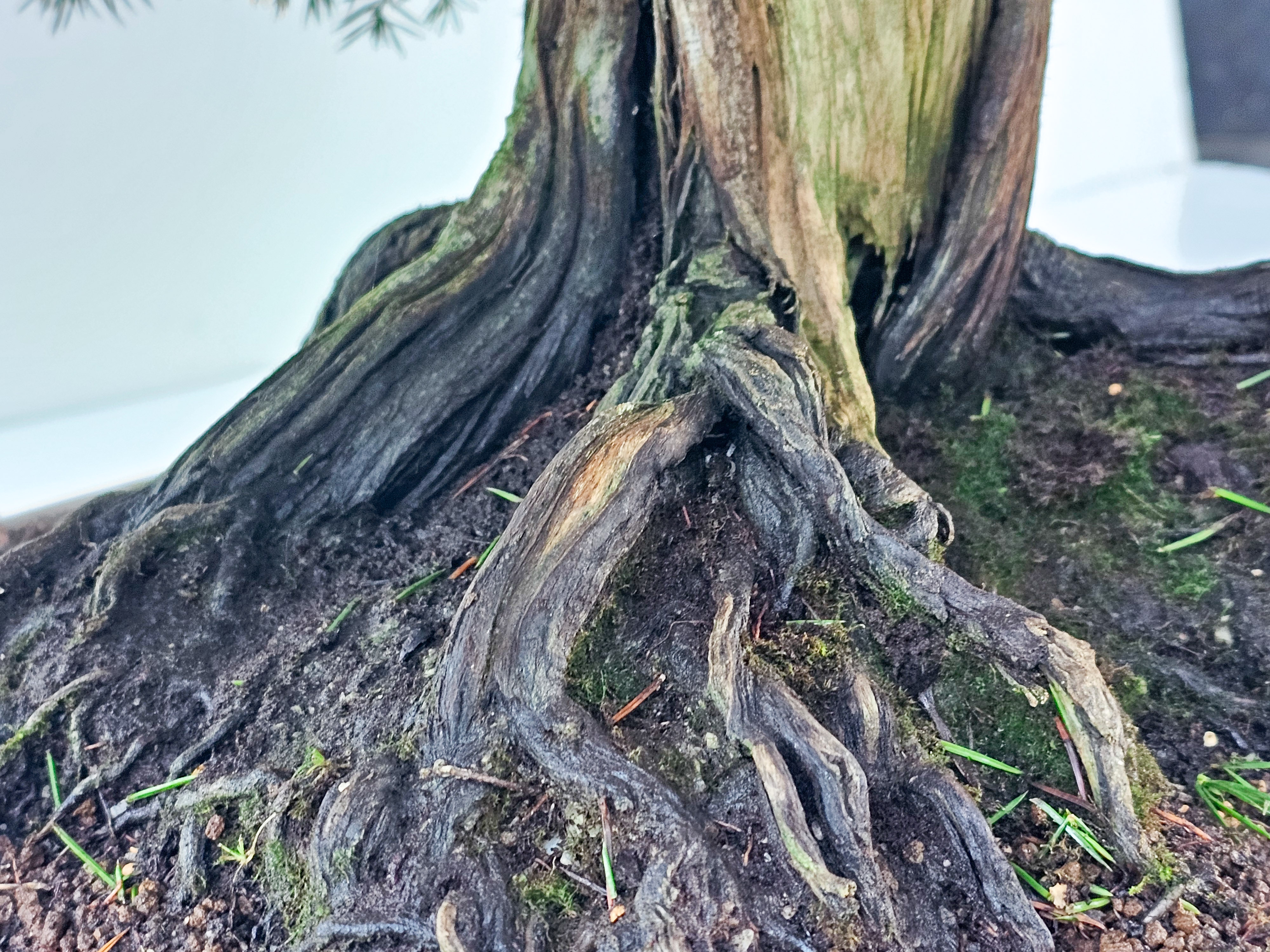 Bonsai Igelwacholder - Juniperus Rigida 67cm  