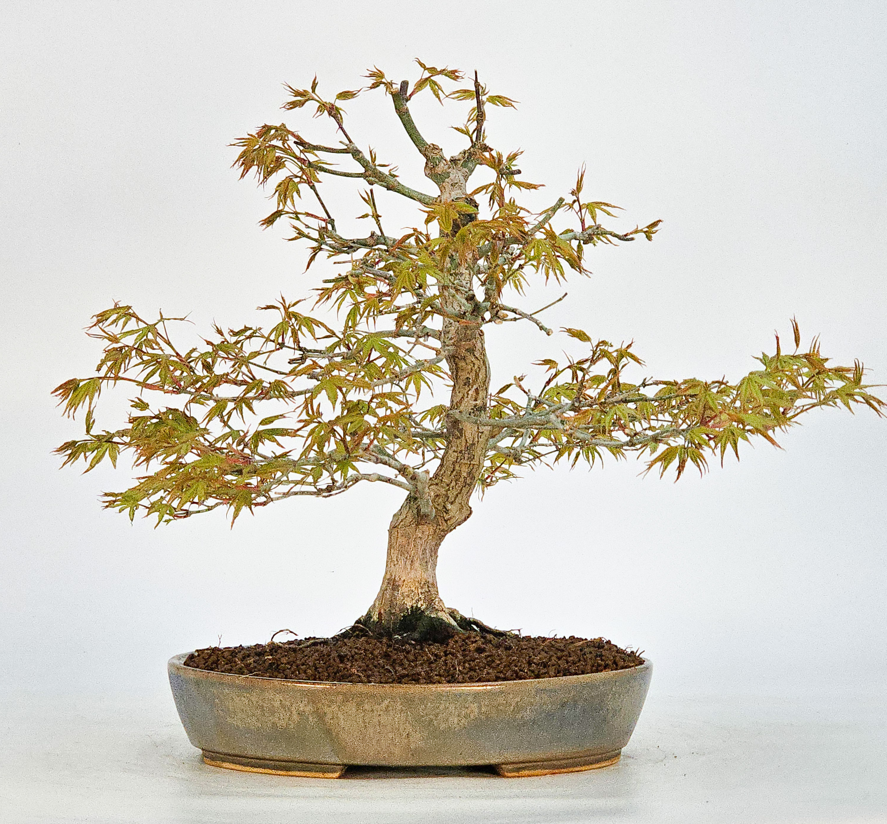 Bonsai Fächerahorn - Acer palmatum 27cm