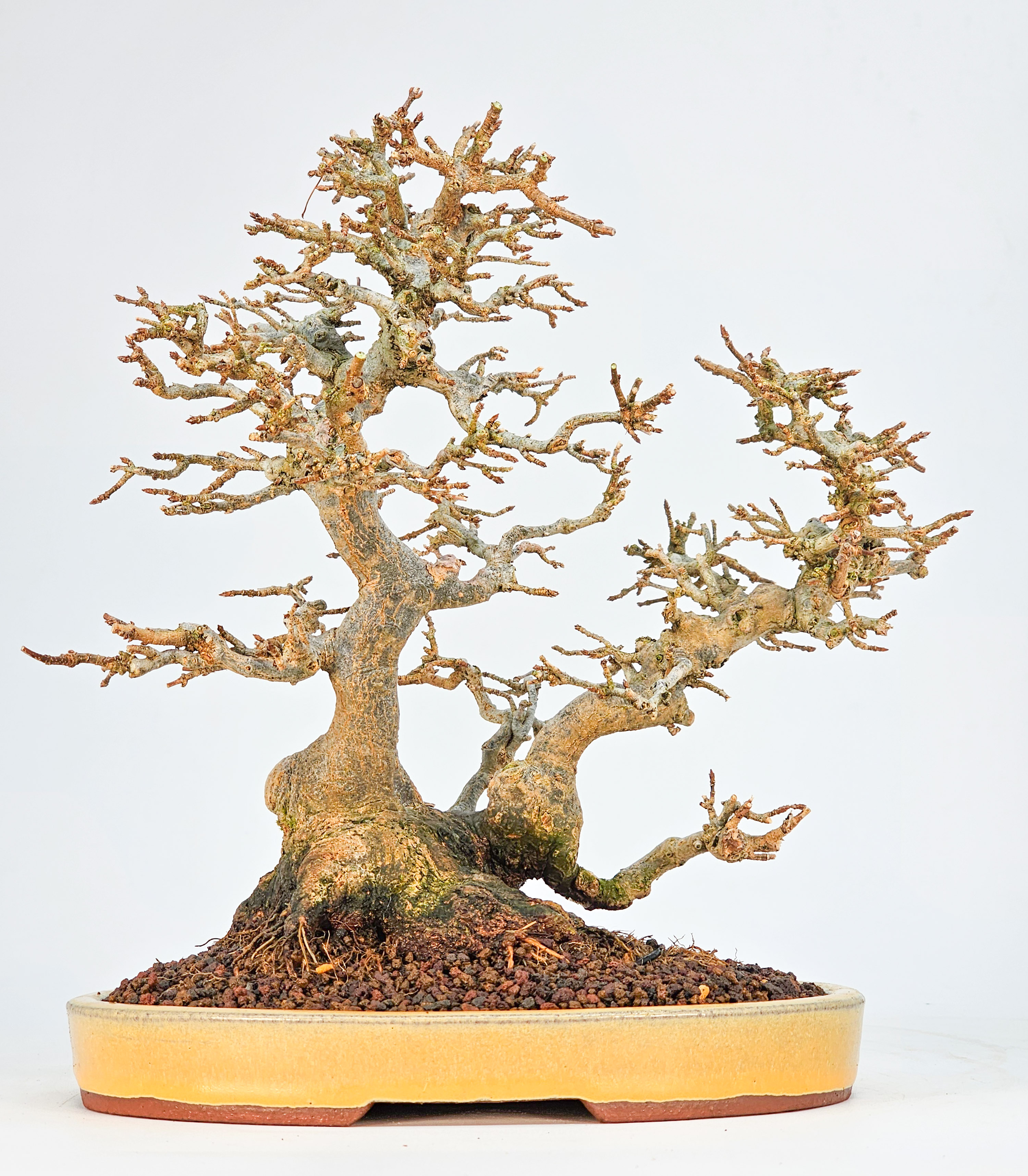 Bonsai Dreispitzahorn - Acer buergerianum 23cm Video!!