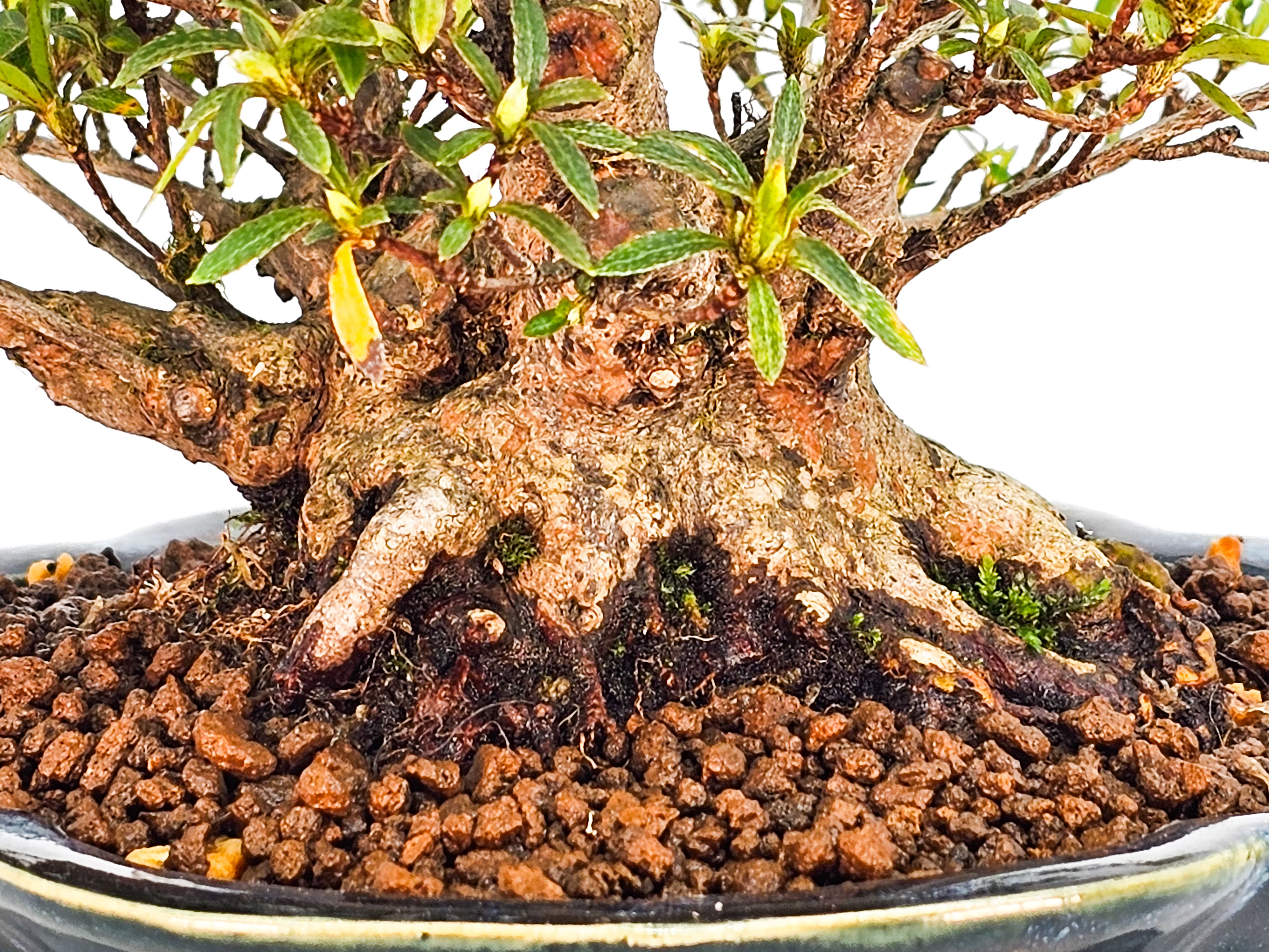 Bonsai Azalee Rhododendron indicum - Hakurin - Shohin 11cm