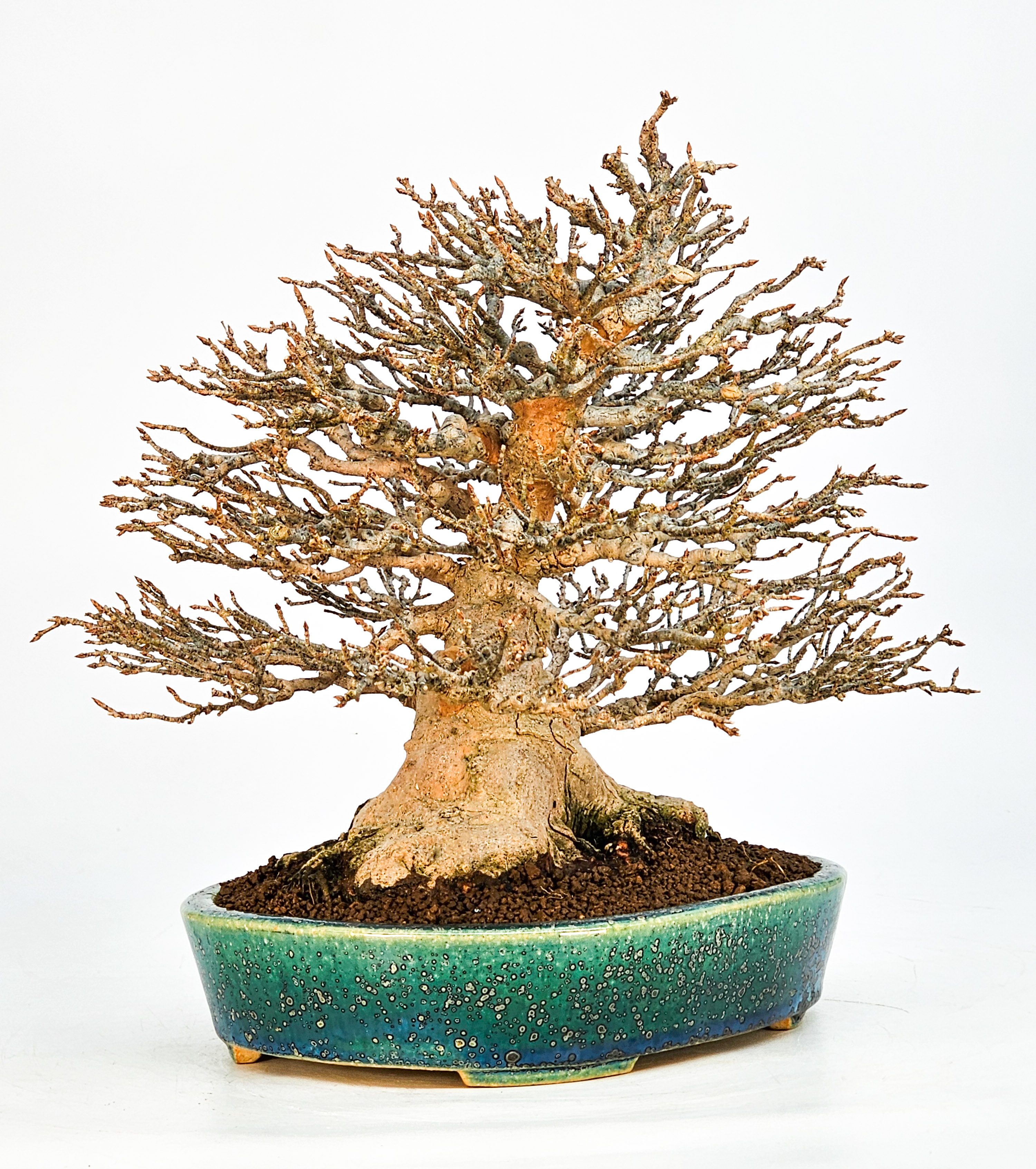 Bonsai Dreispitzahorn - Acer buergerianum 21cm Bonsai Dreispitzahorn - Acer buergerianum 21cm