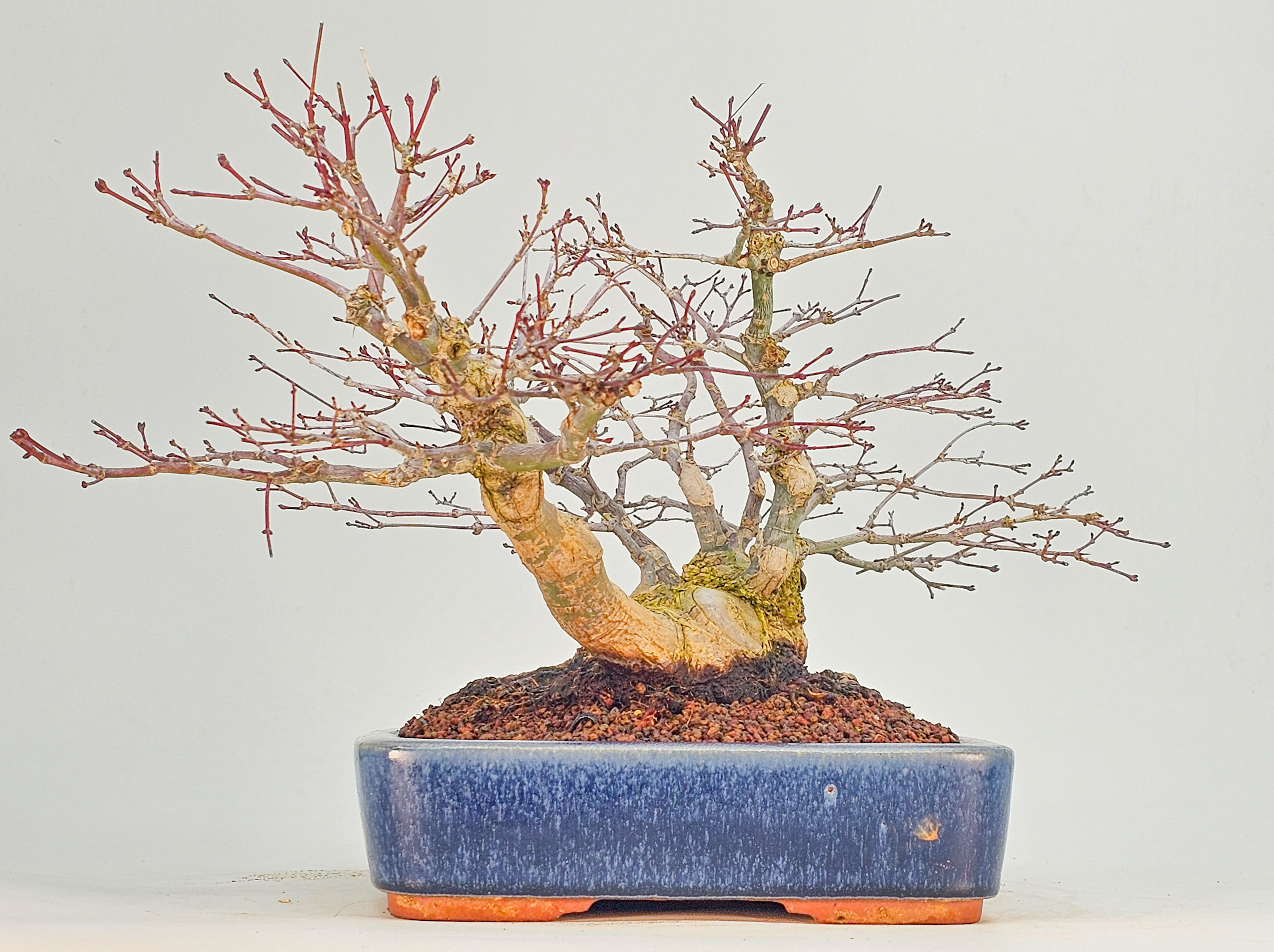 Bonsai Premium Fächerahorn - Acer palmatum Deshojo Shohin 21cm   