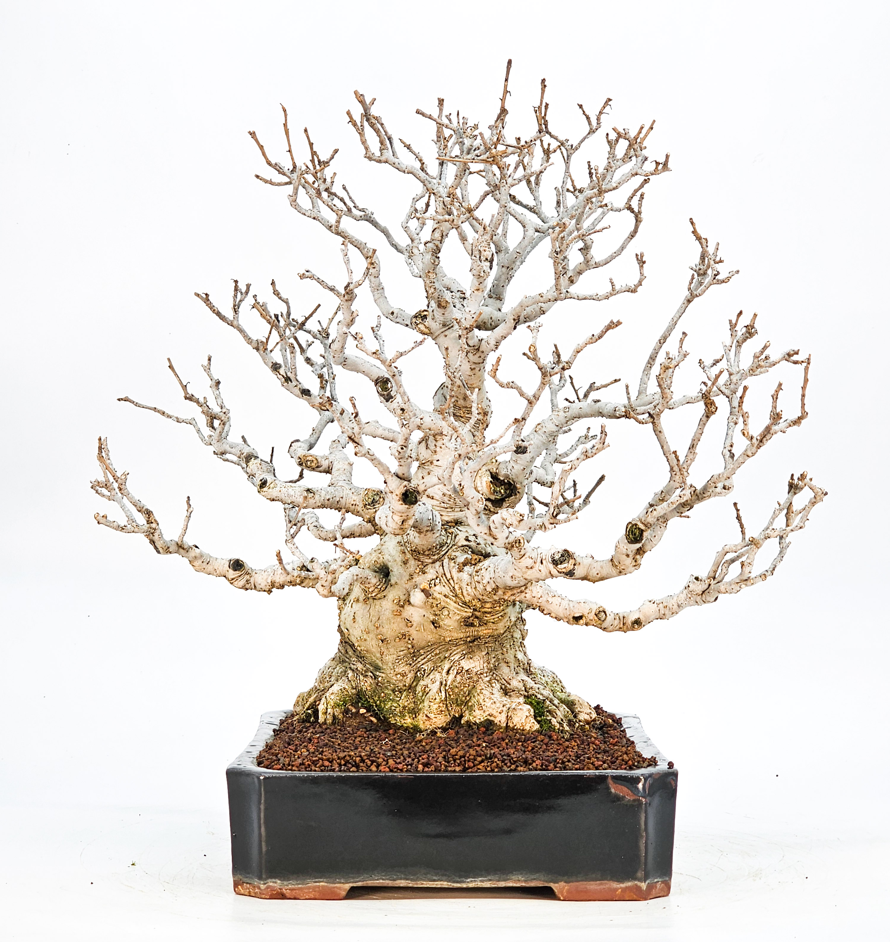 Bonsai Jap. Winterbeere - Ilex serrata 36cm Bonsai Jap. Winterbeere - Ilex serrata 36cm