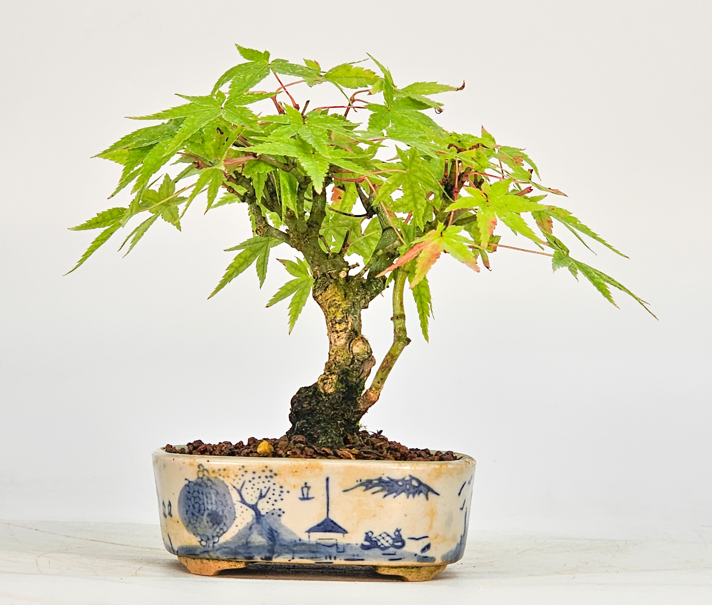 Bonsai Fächerahorn - Acer palmatum Mame 9cm