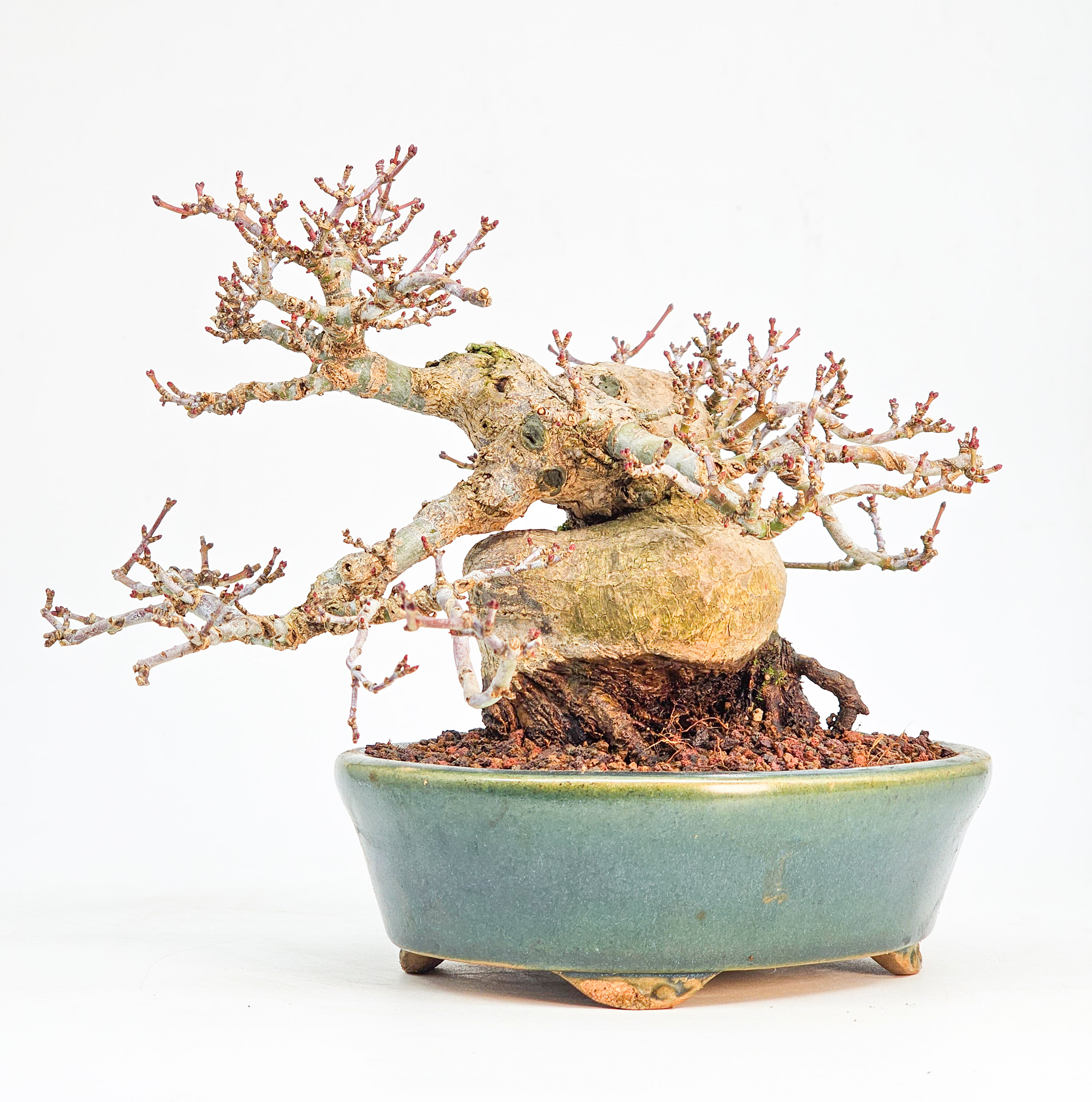 Bonsai Premium Löwenkopfahorn - Acer palmatum Shishigashira Shohin 14cm 