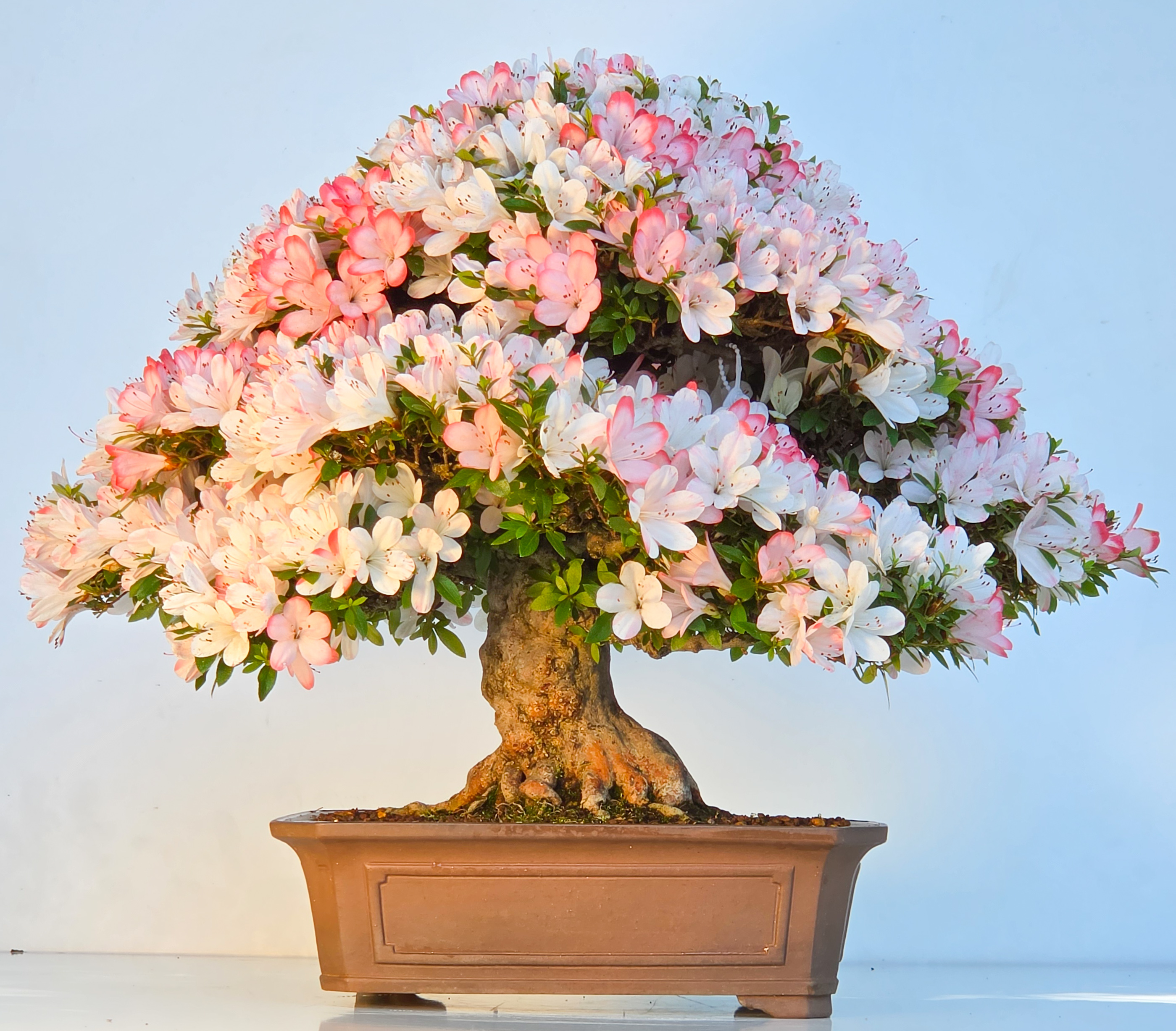 Bonsai Azalee Rhododendron indicum - Irodori 40cm