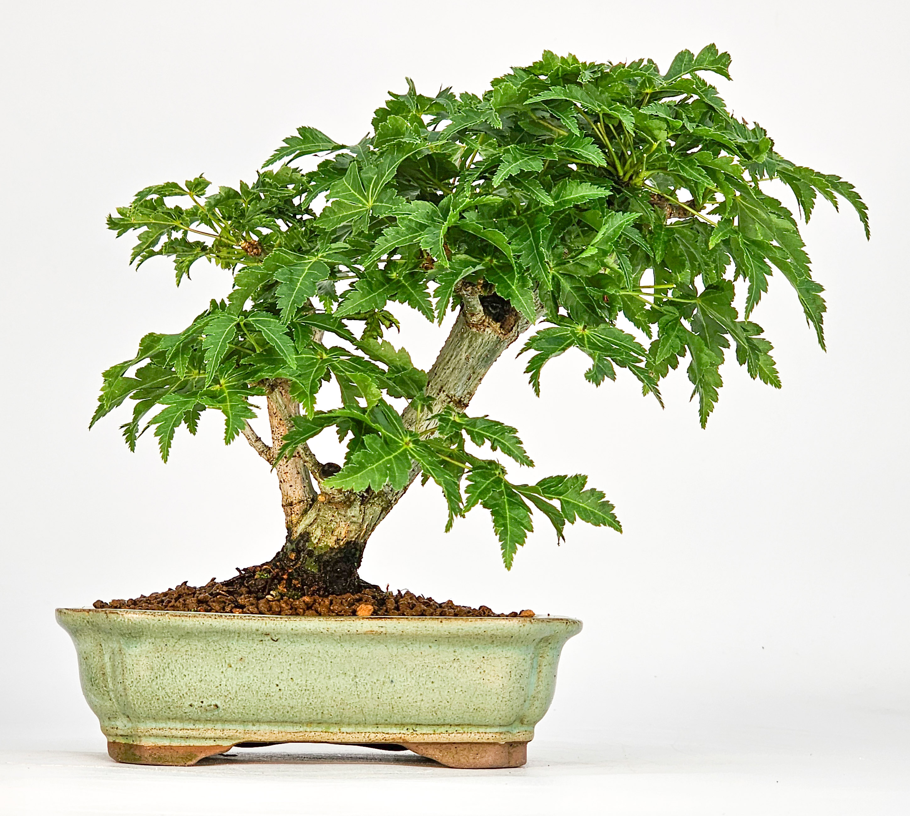 Bonsai Löwenkopfahorn- Acer palmatum Shishigashira Shohin 12cm