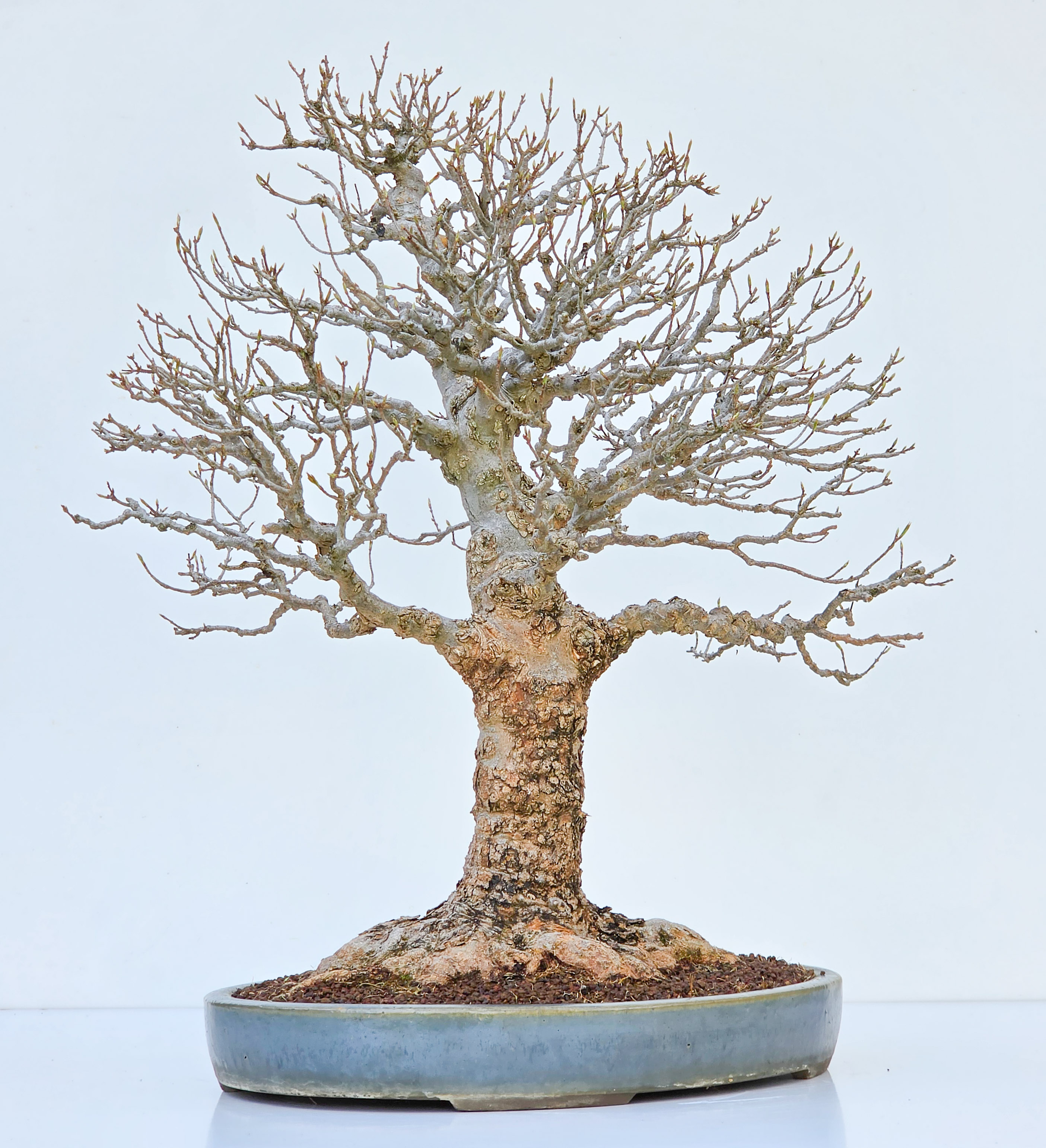 Bonsai Dreispitzahorn  - Acer buergerianum Arakawa 63cm Video!!