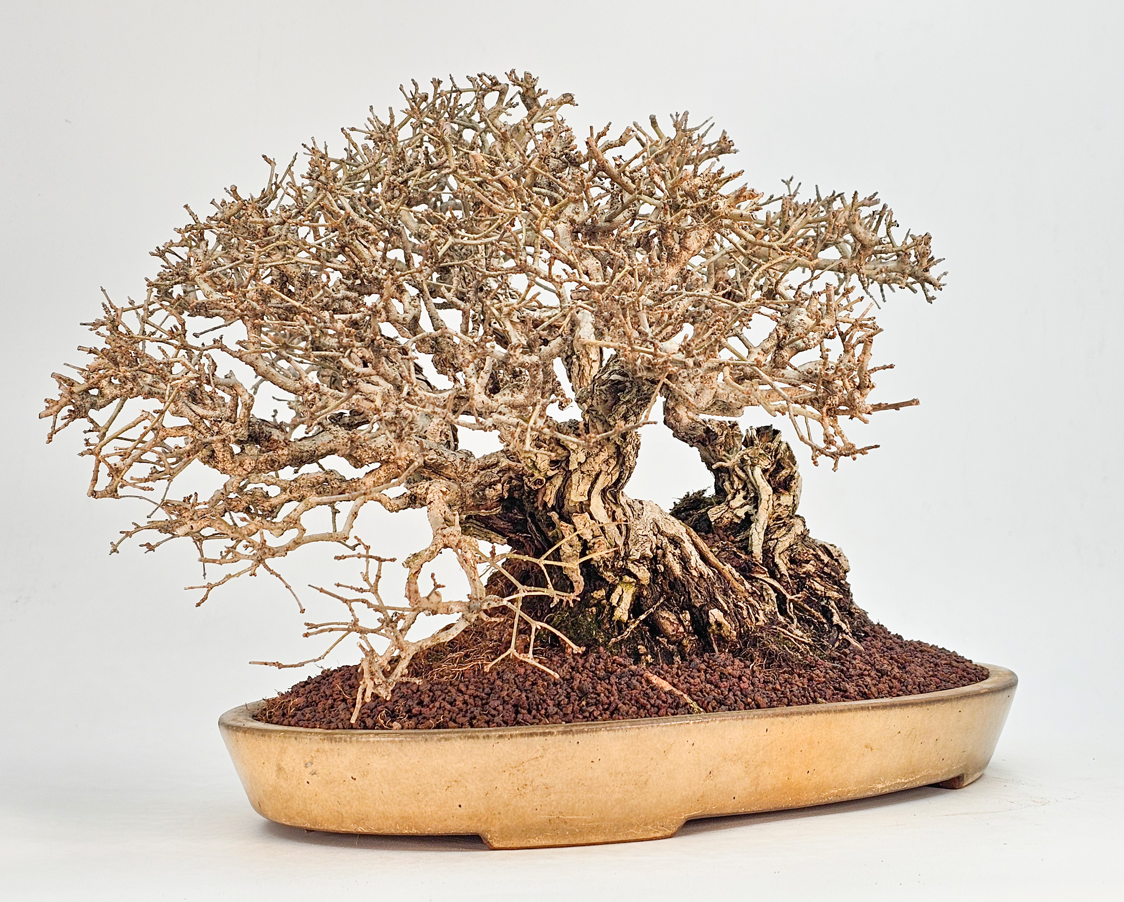 Bonsai Japanischer Liguster - Ligustrum japonicum 25cm