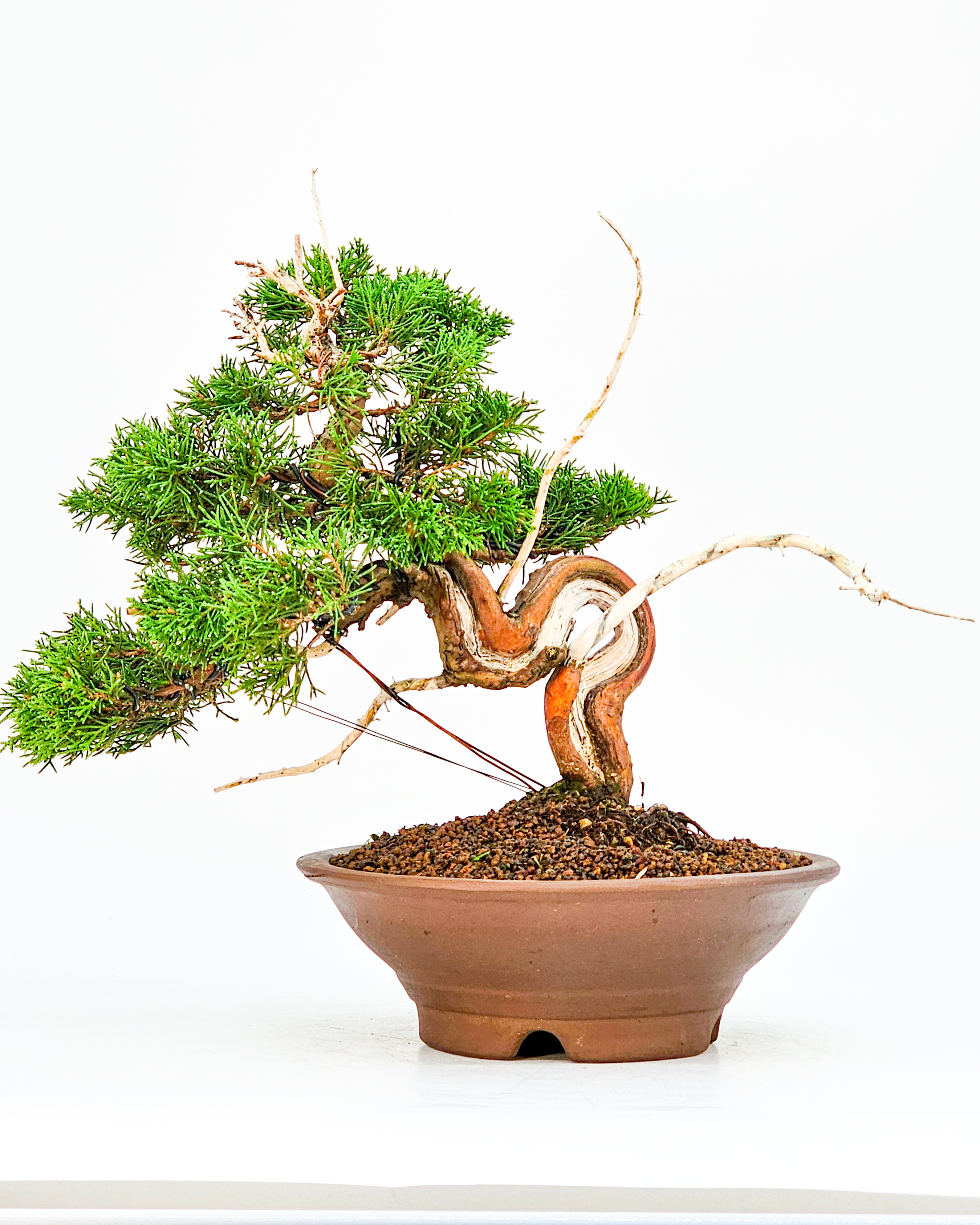 Bonsai Wacholder - Juniperus chinensis 25cm 