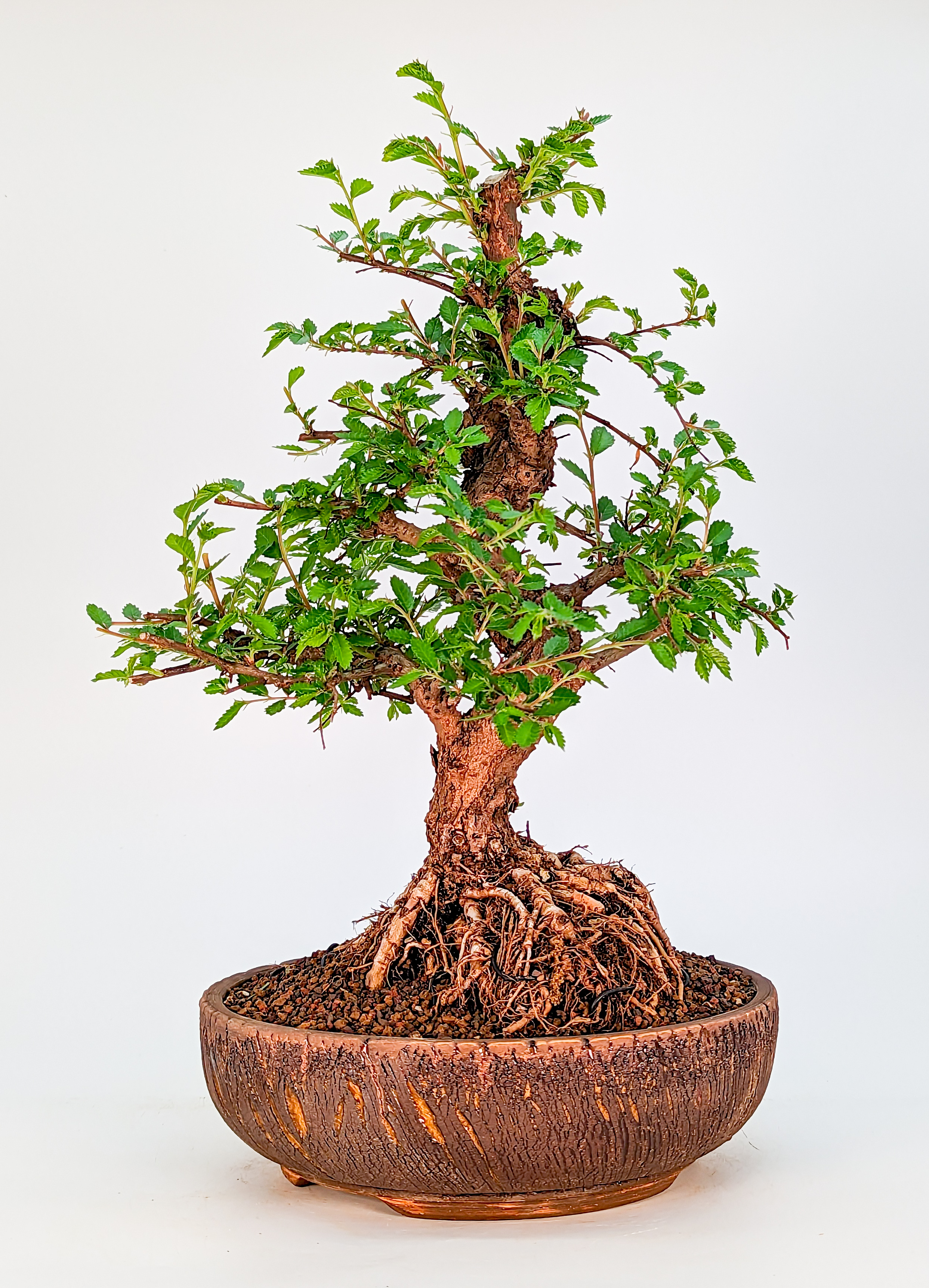 Bonsai Ulmus parvifolia - Japanische Ulme 33cm
